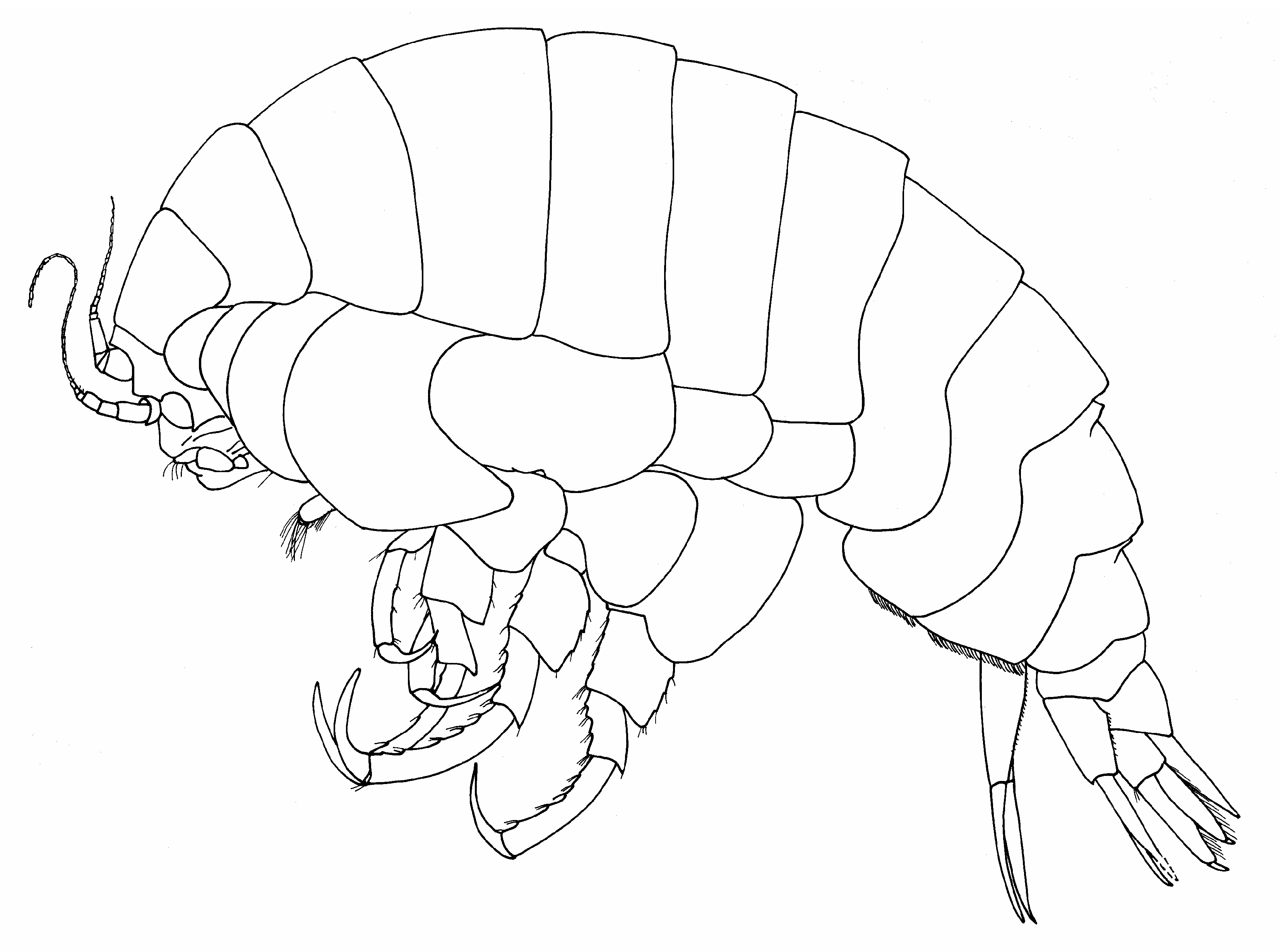 Hadal amphipod