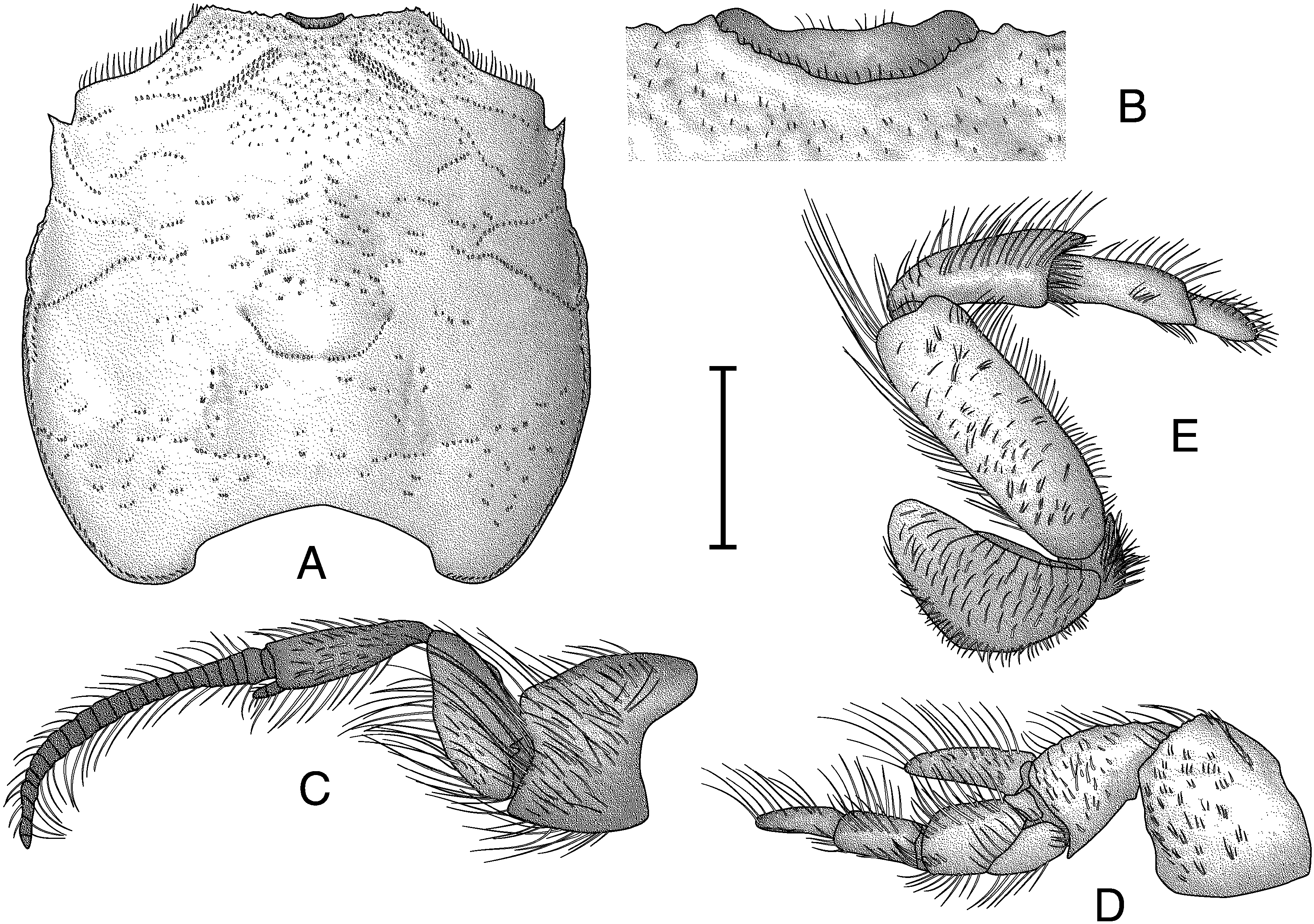 Sand Crabs: The Ultimate Edible Guide - t5rxcds