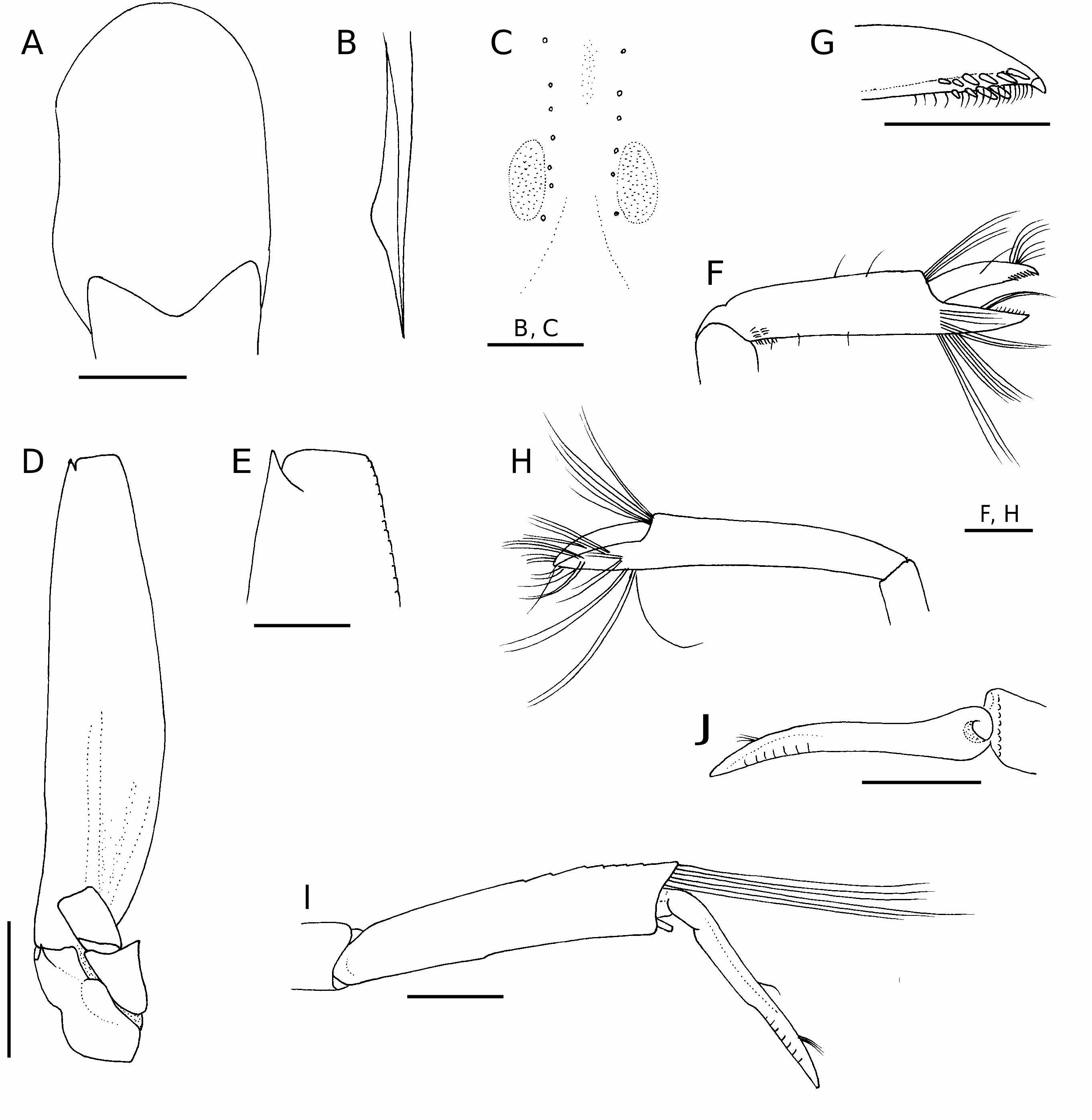 FIG. 9. — Nematocarcinus ovalis n in Two new species of Nematocarcinus ...