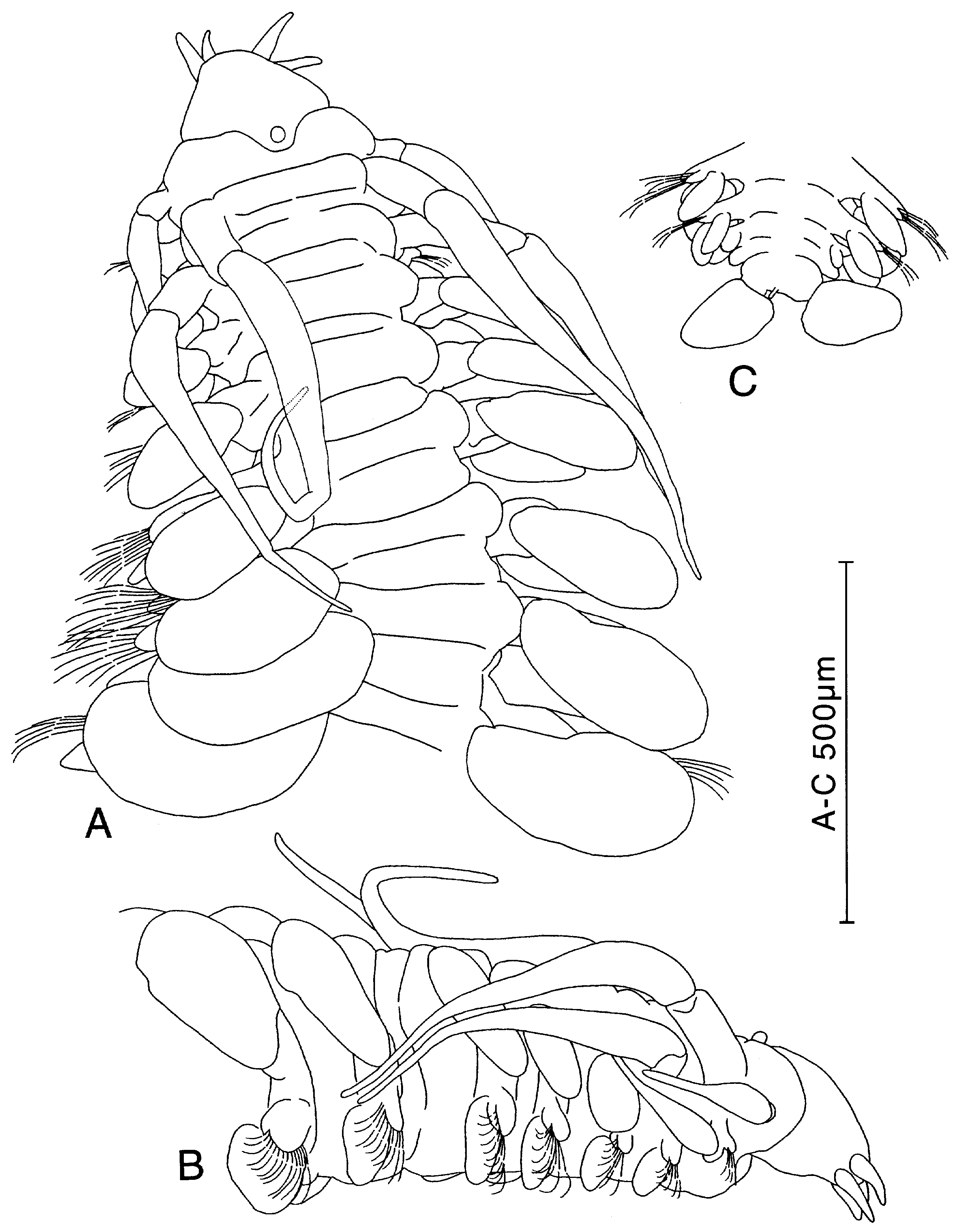 Figure 34 in A revision of Paranaitis Southern, 1914 (Polychaeta ...