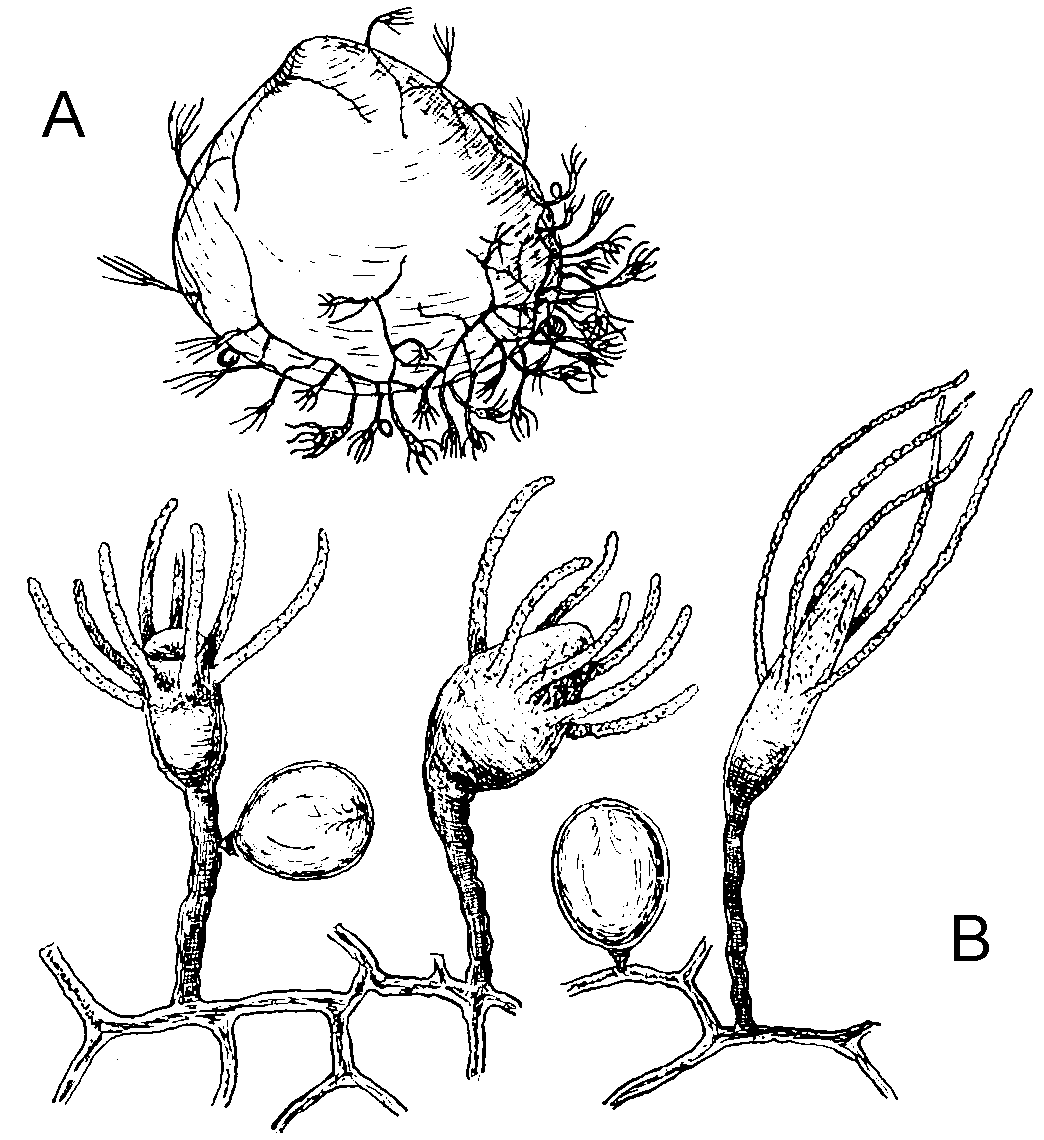 Neoturris pileata - Plazi TreatmentBank