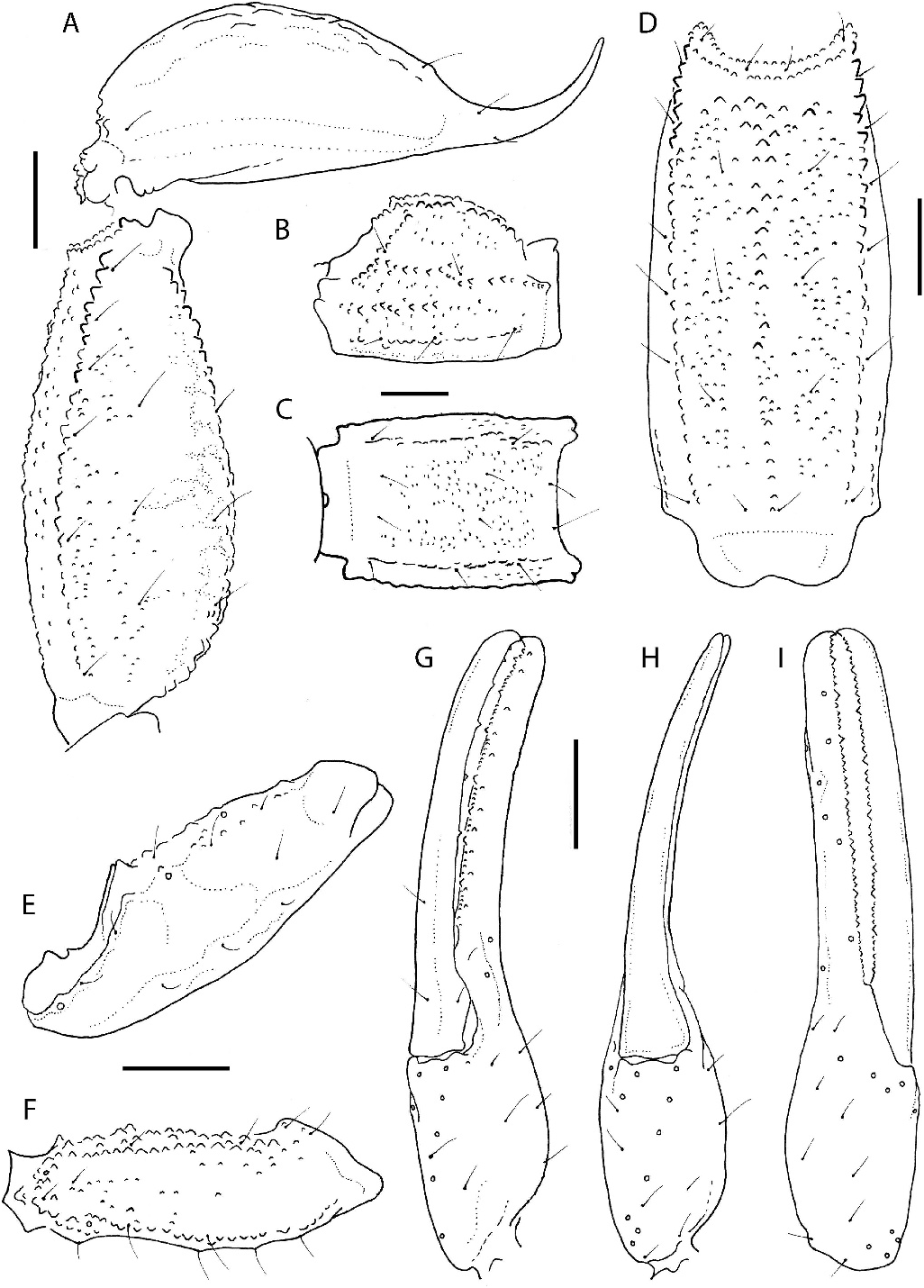 Fig. 15. Hadruroides graceae, n in The Genus Hadruroides Pocock, 1893 ...