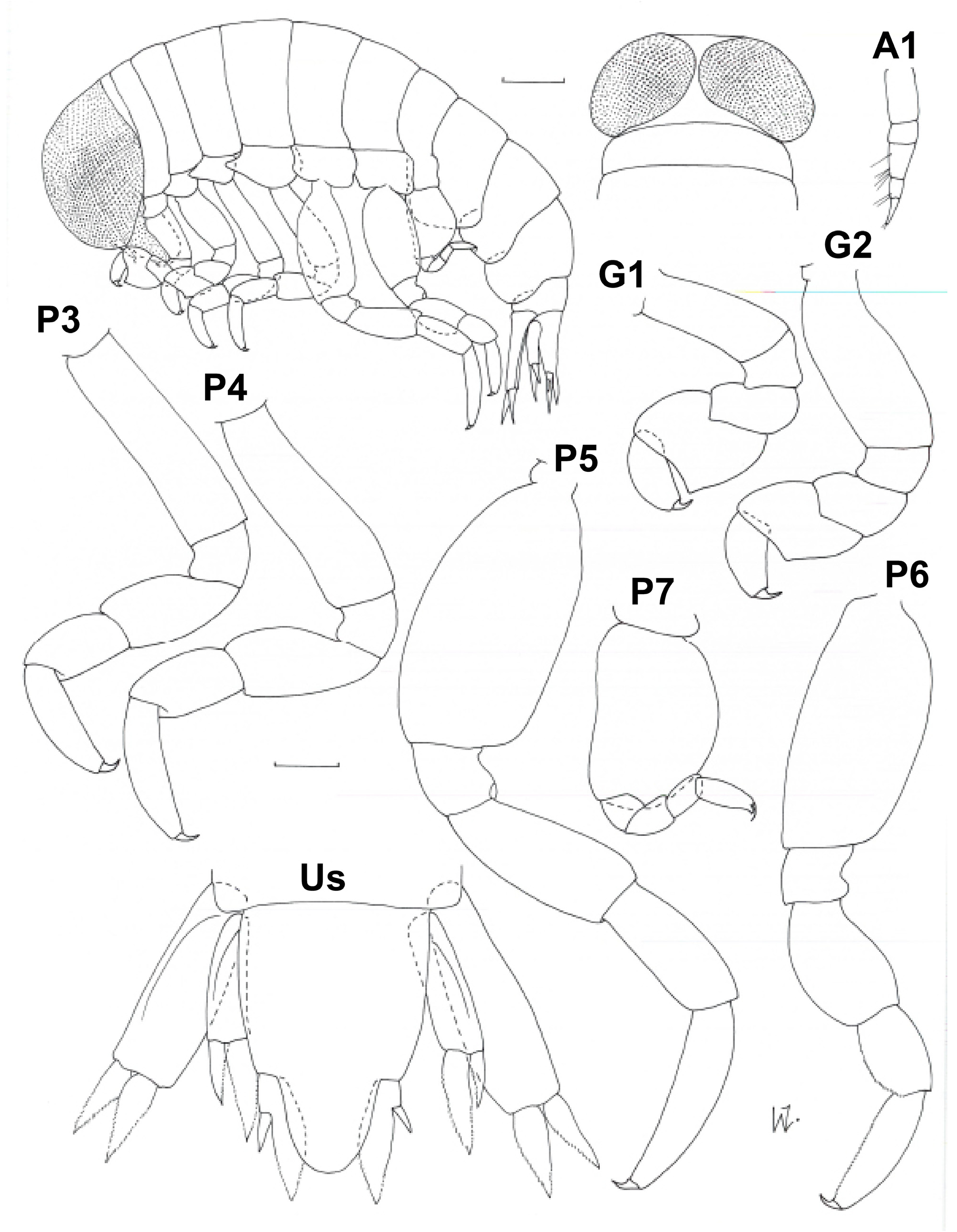 FIGURE 6. Lycaea lilia Volkov, 1982. Female, 6.3 in Review of the ...