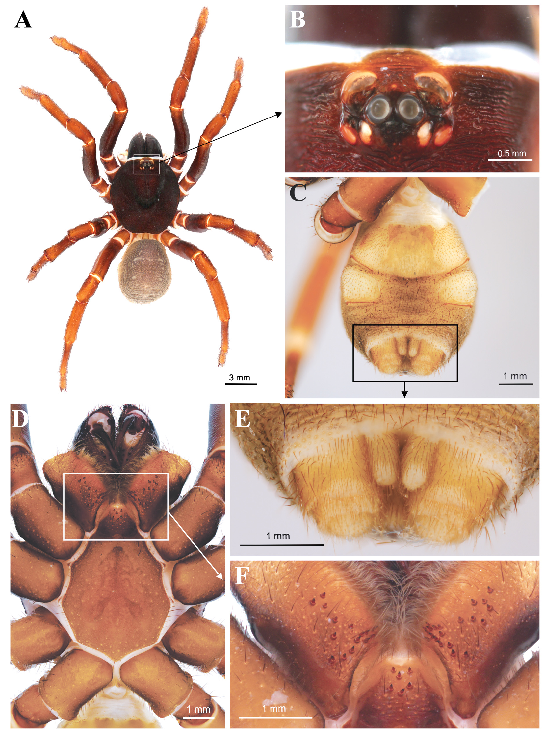 Parts Of A Spider Male Spider Dorsal View