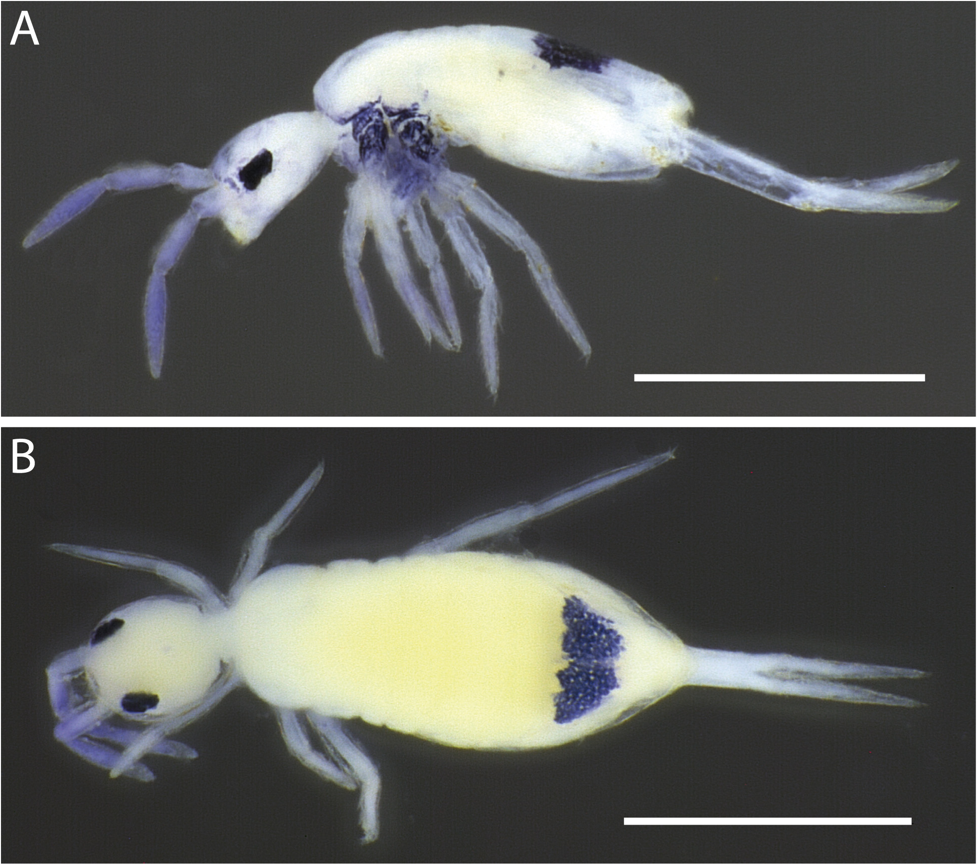 Neotropical Cyphoderus (Collembola: Paronellidae), with Comments