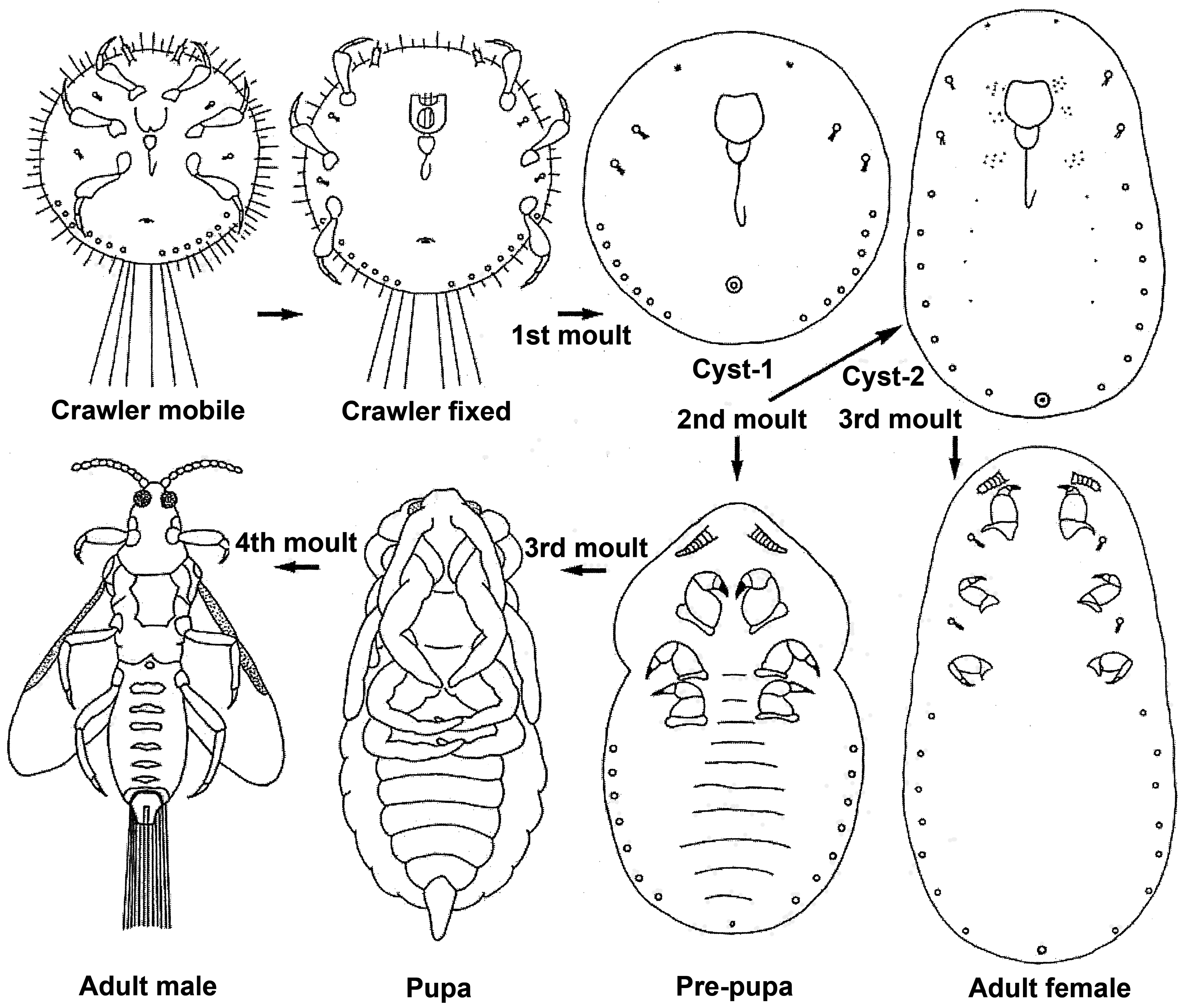 Margarodidae