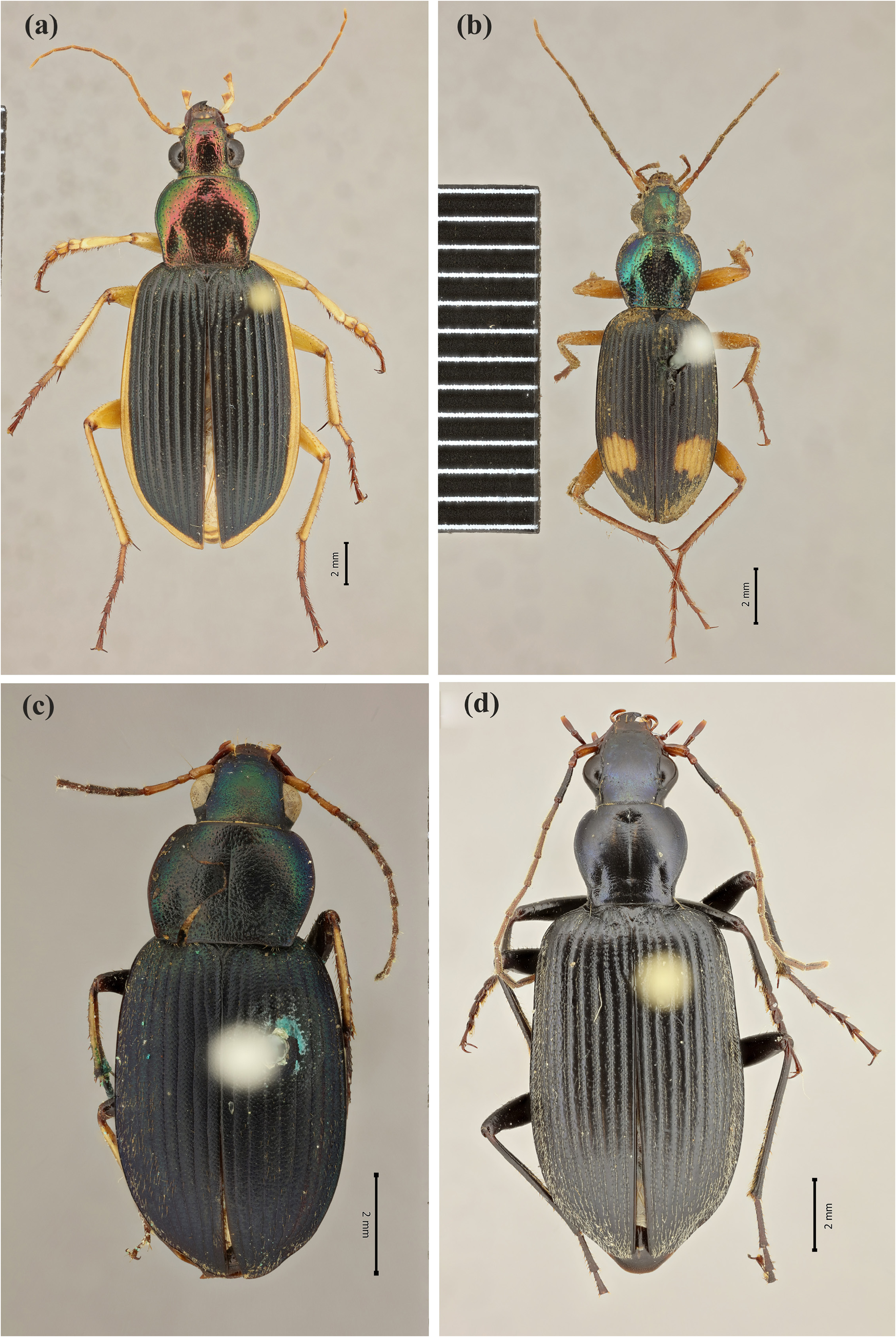 Chlaenius (Epomis) nigricans Wiedemann 1821