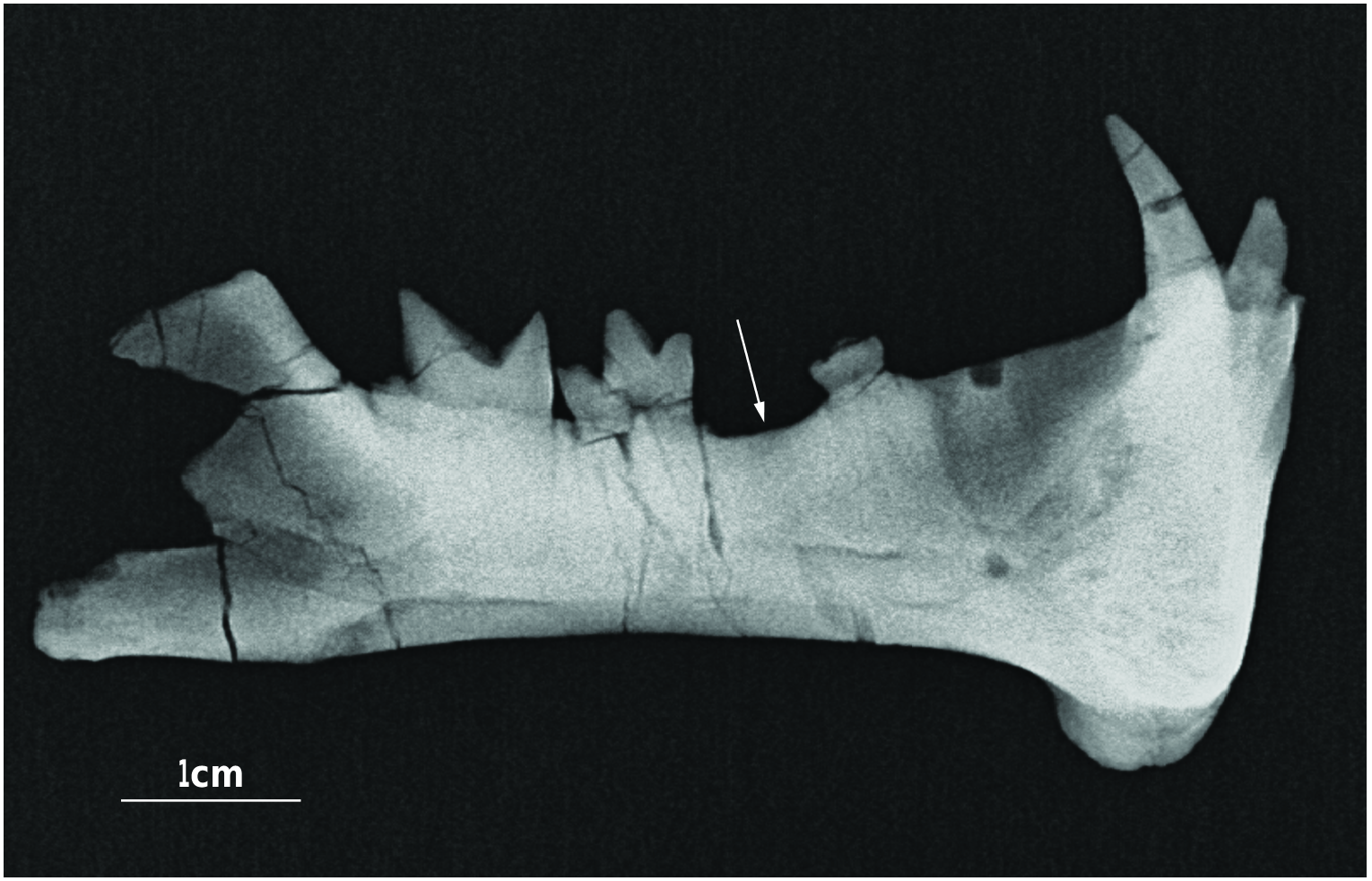 Figure 5 in Diegoaelurus, a new machaeroidine (Oxyaenidae) from the ...