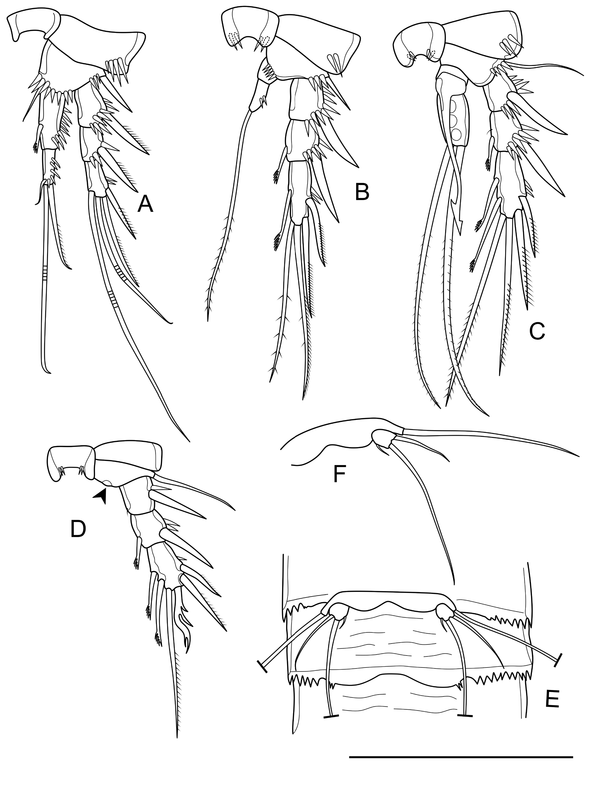 FIGURE 6 in Elaphoidella longiramus sp. nov. (Copepoda: Harpacticoida ...