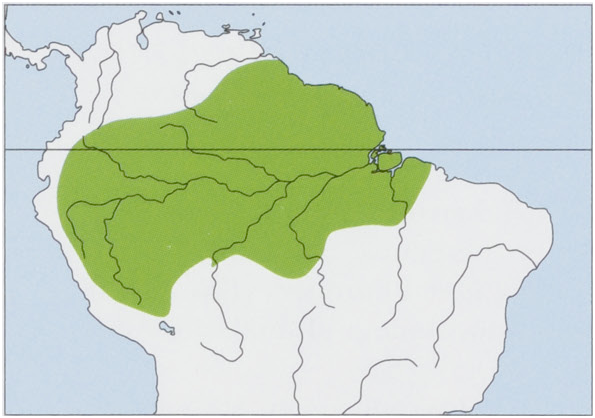 Euryoryzomys macconnelli Plazi TreatmentBank