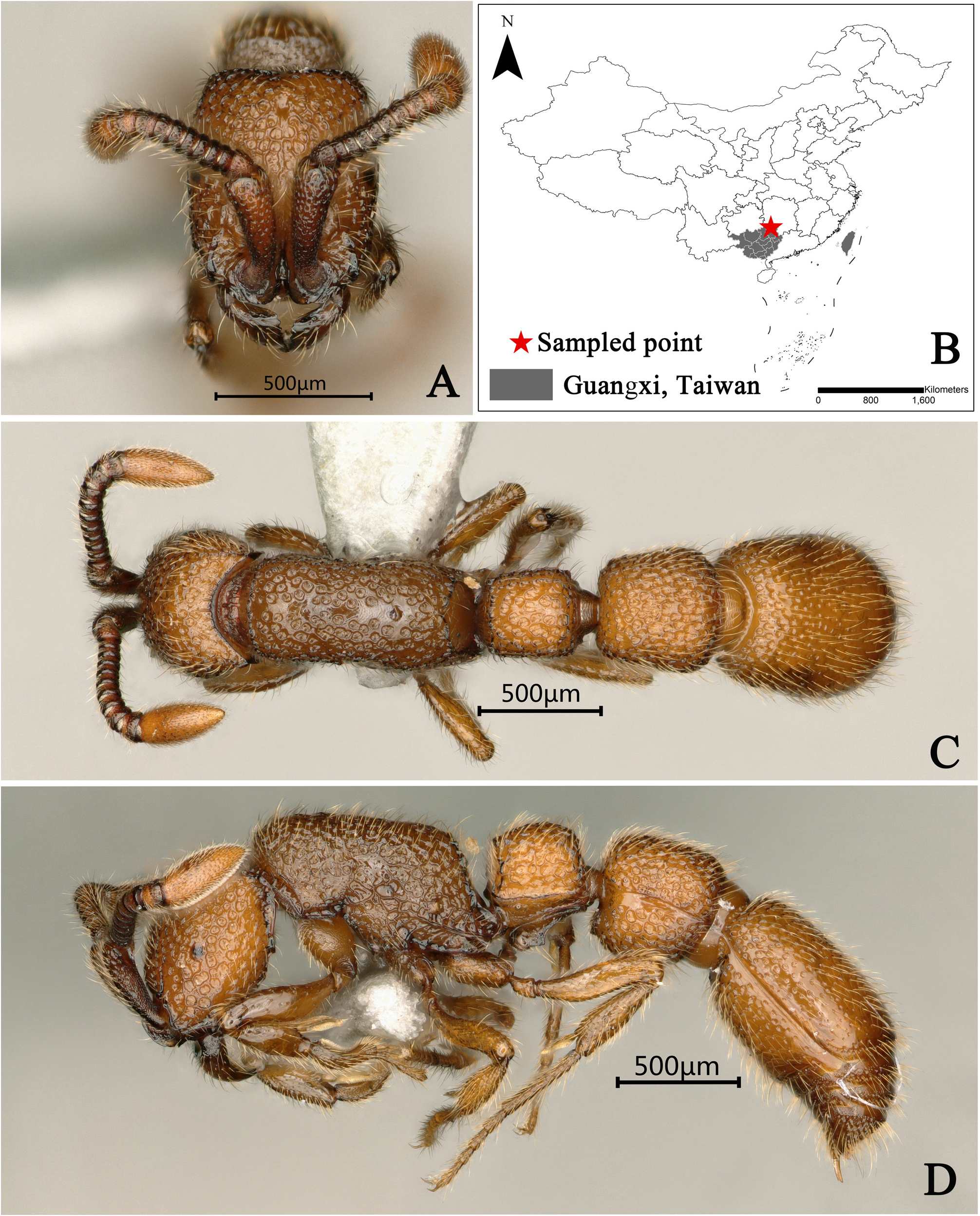 Generic revision of the ant subfamily Dorylinae (Hymenoptera