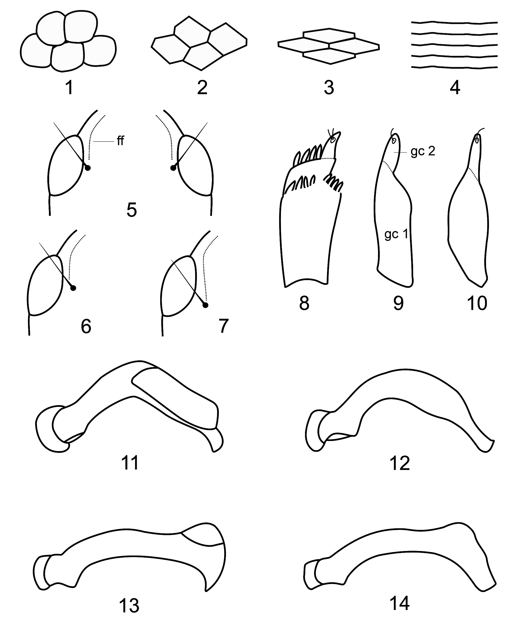 Amarotypus fiordlandensis Larochelle and Lariviere E 2022, new