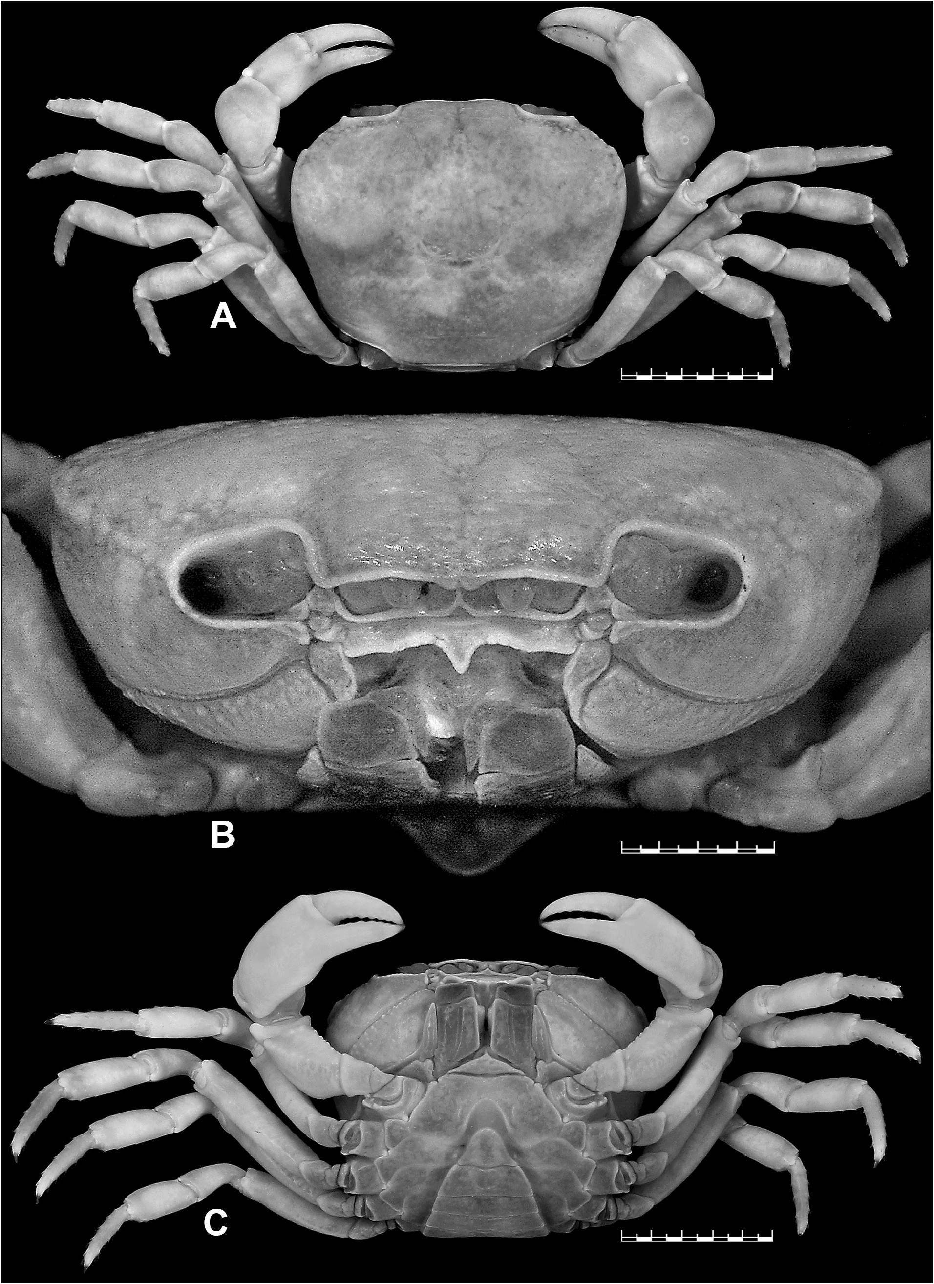 cephalothorax crab