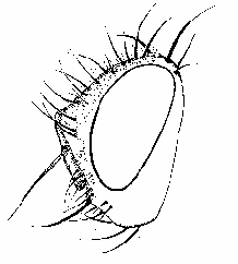 Fig. 3 in A taxonomic review of Sturmiopsis Townsend, 1916, an Old ...