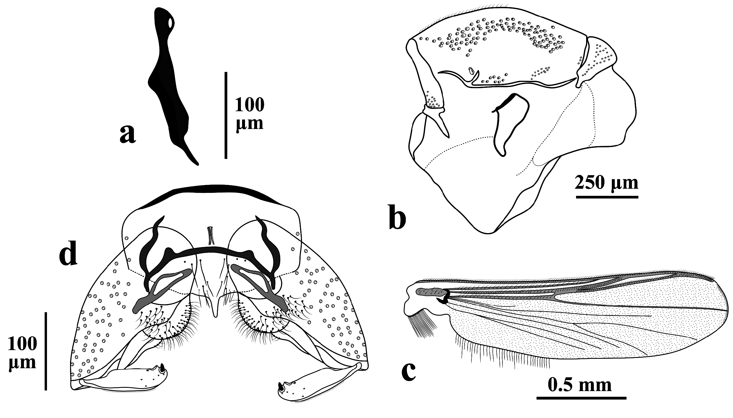 Metriocnemus erythranthei Namayandeh Eiseman van der Linden  