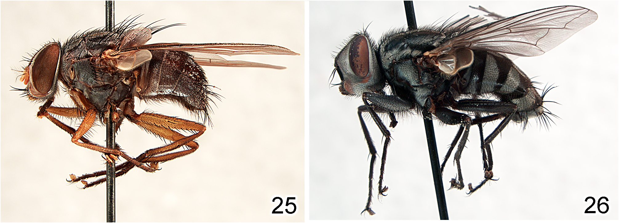 diptera anatomy