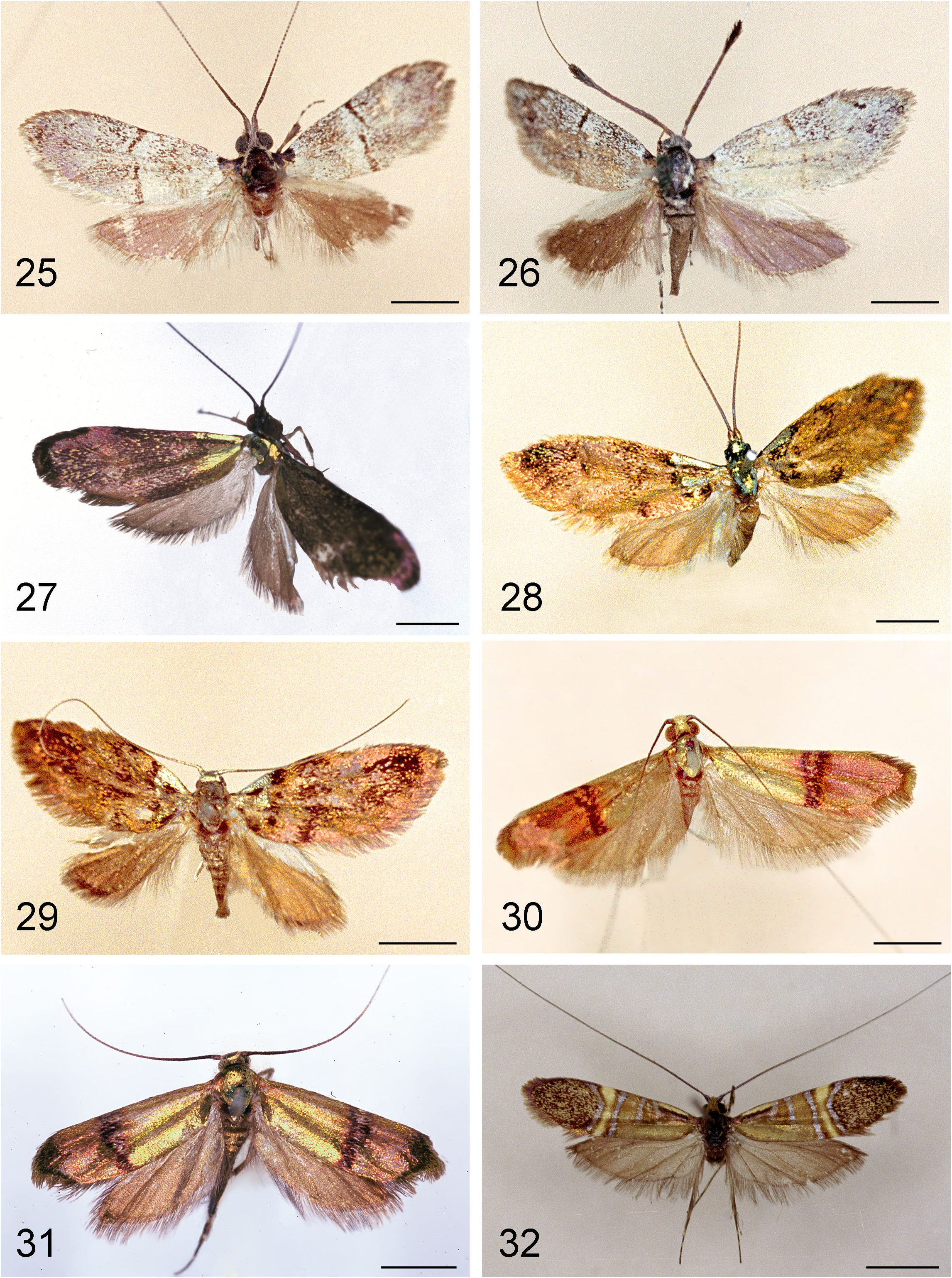 Nemophora phoenicites - Plazi TreatmentBank