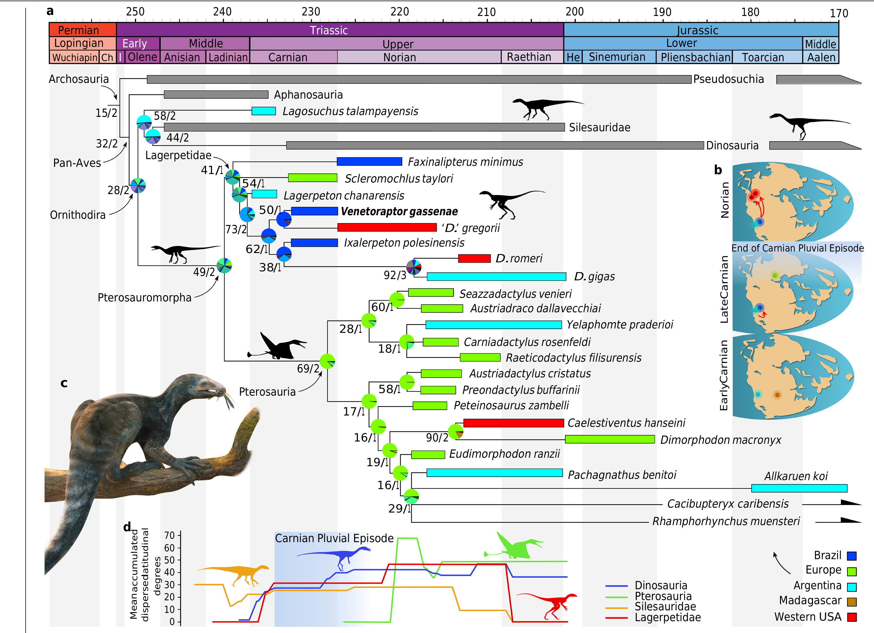 Reassessment of Faxinalipterus minimus, a purported Triassic