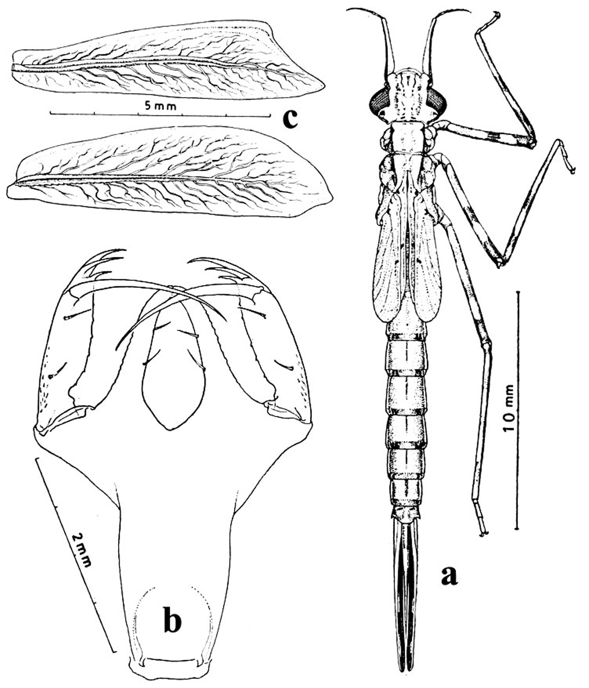 Calopterygidae Larvae