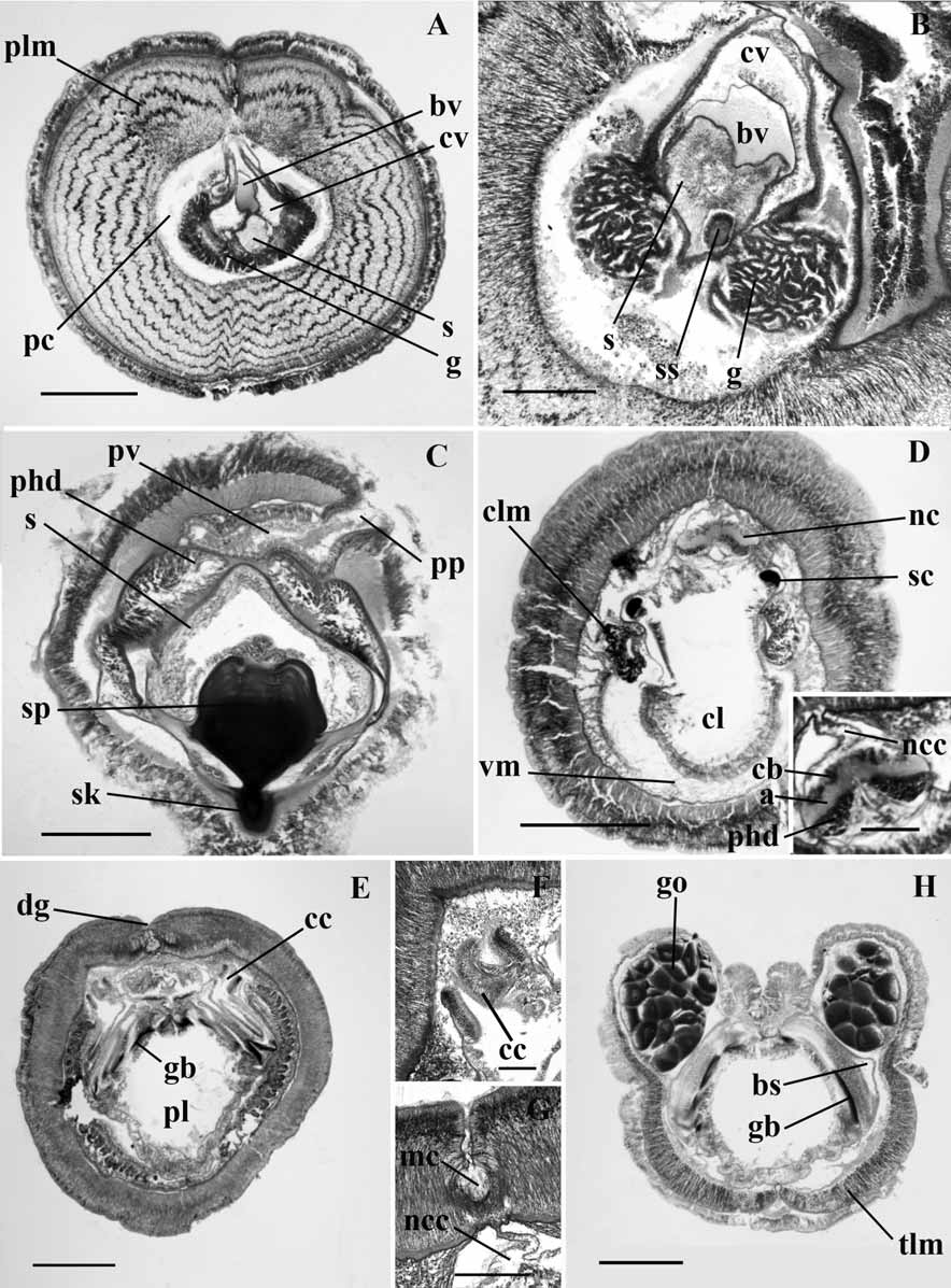 saccoglossus