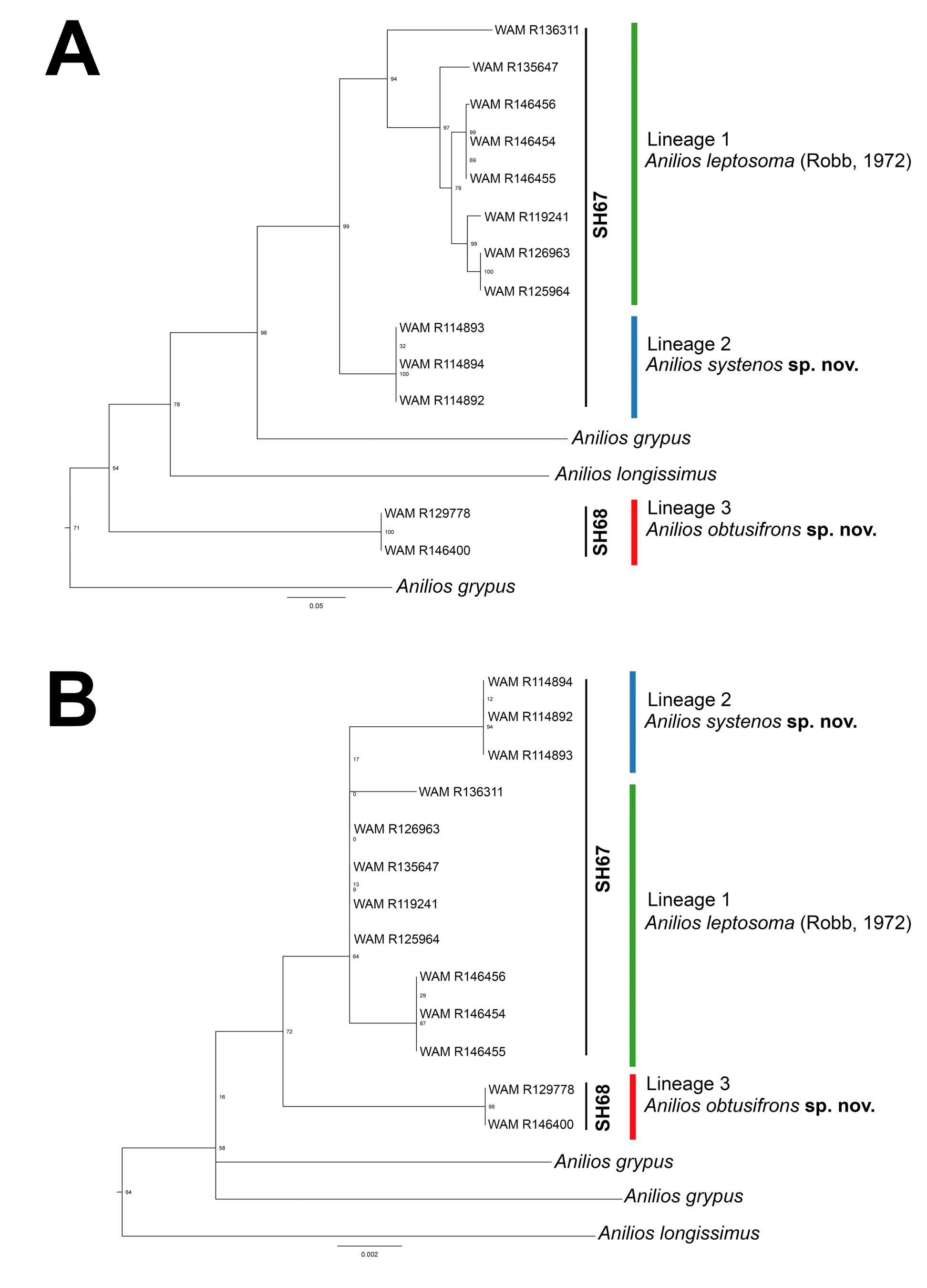 FIGURE 2 In Worms In The Sand: Systematic Revision Of The Australian ...