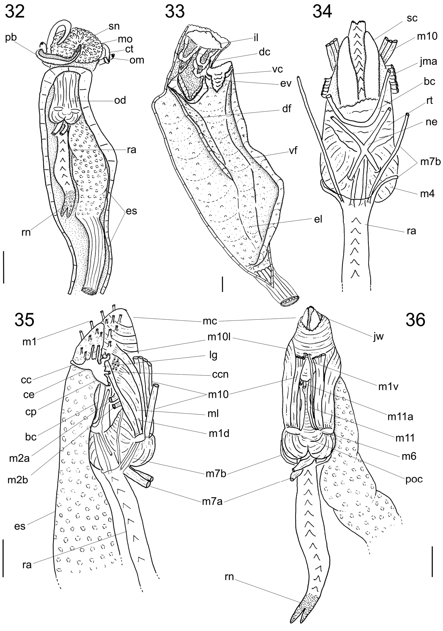 Figures 32-36 from: Dornellas A (2012) Description of a new species of ...