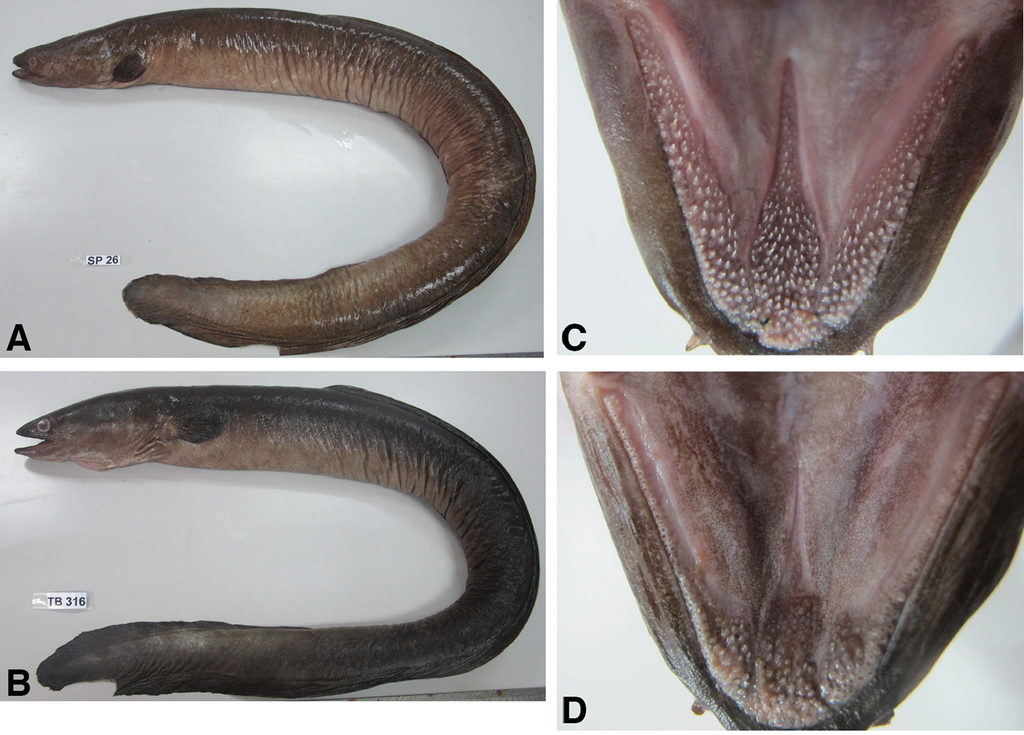 Figure 2 From Abdul Kadir Sr Abdul Rasid Mhf Kwong Ko Wong Ll Arai T 17 Occurrence And The Ecological Implication Of A Tropical Anguillid Eel Anguilla Marmorata From Peninsular Malaysia Zookeys