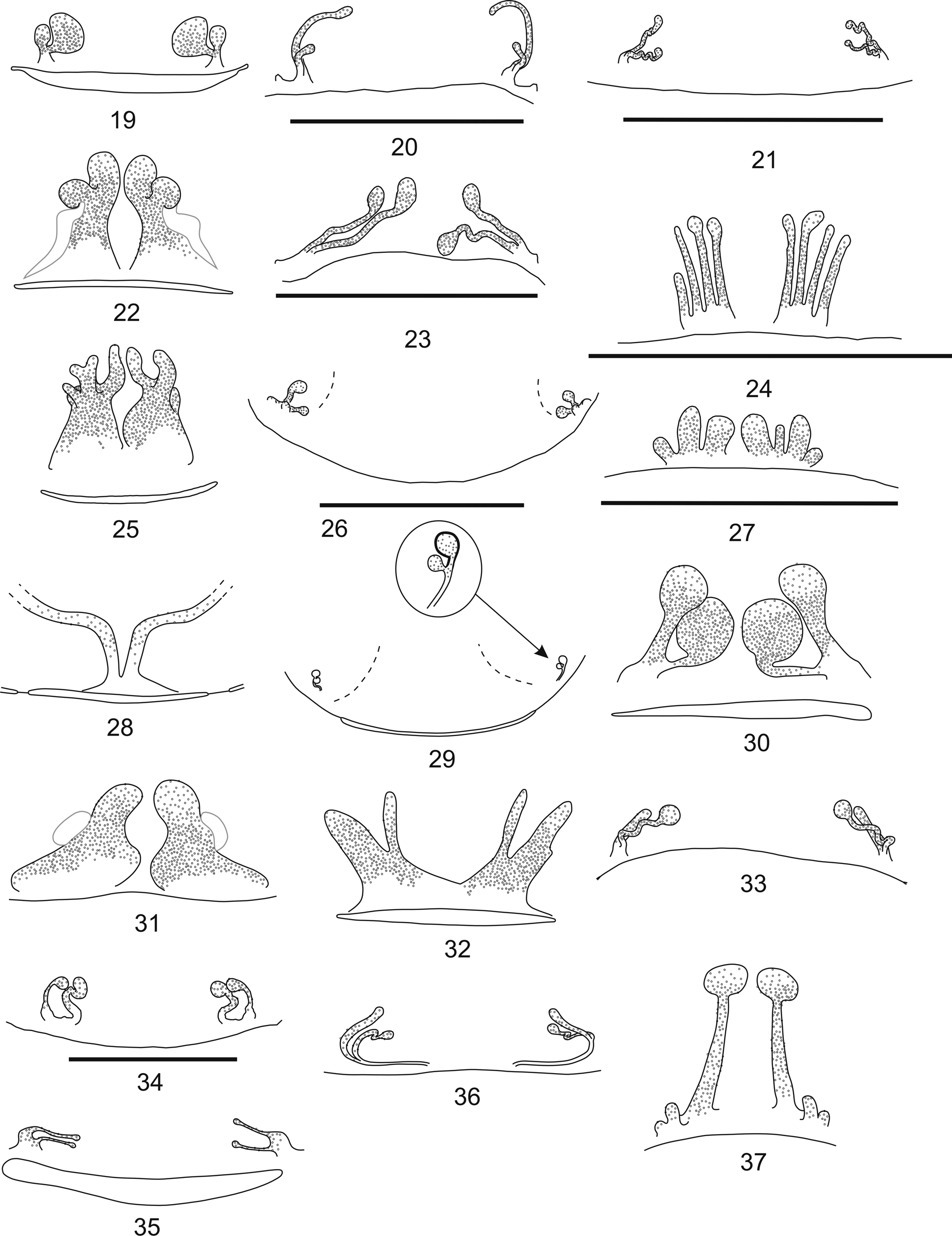 FIGURES 19–37 in An update on the spider genus Loxosceles (Araneae ...