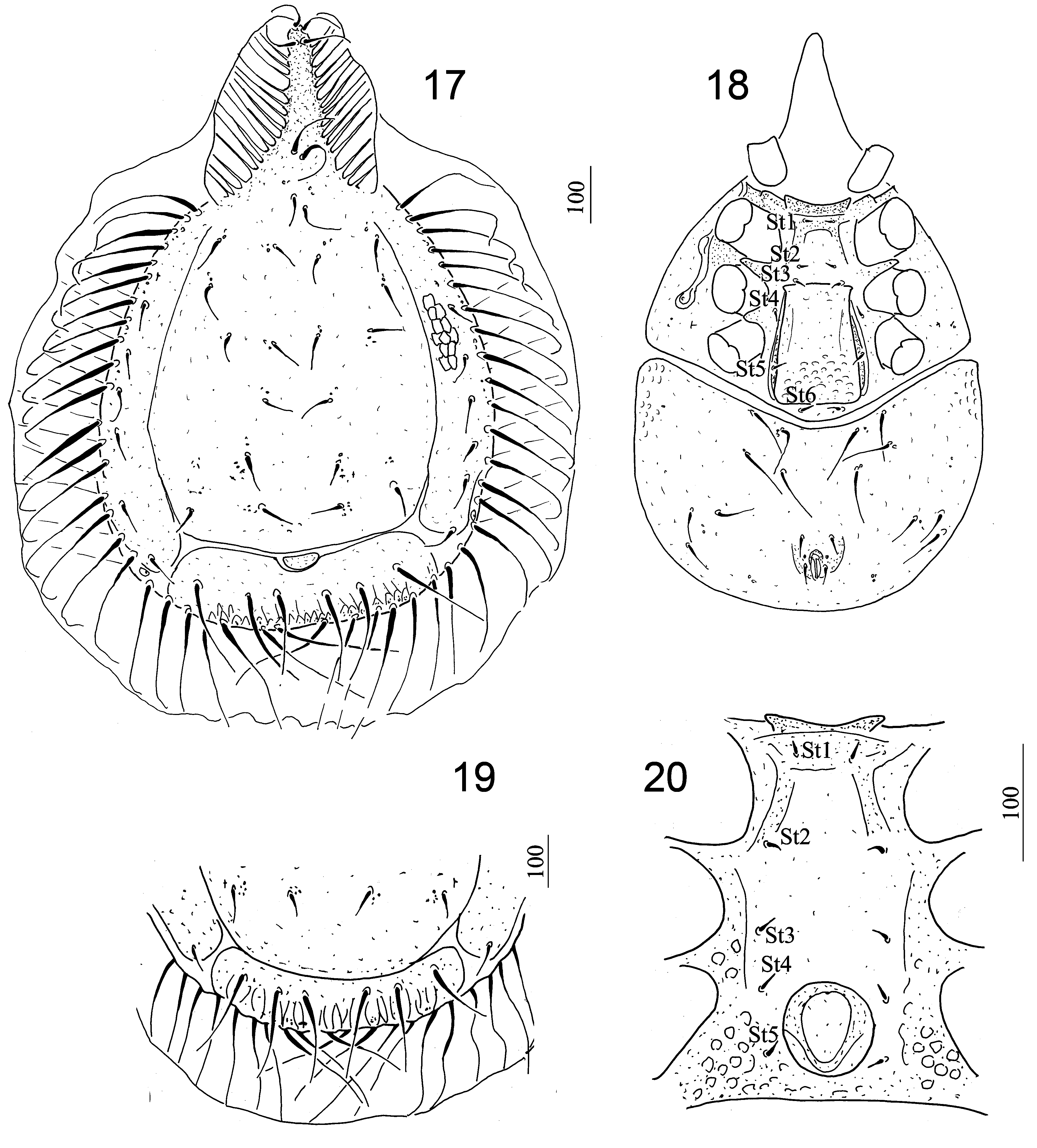 FIGURES 17–20 in New species and new records of Uropodina from Virginia ...