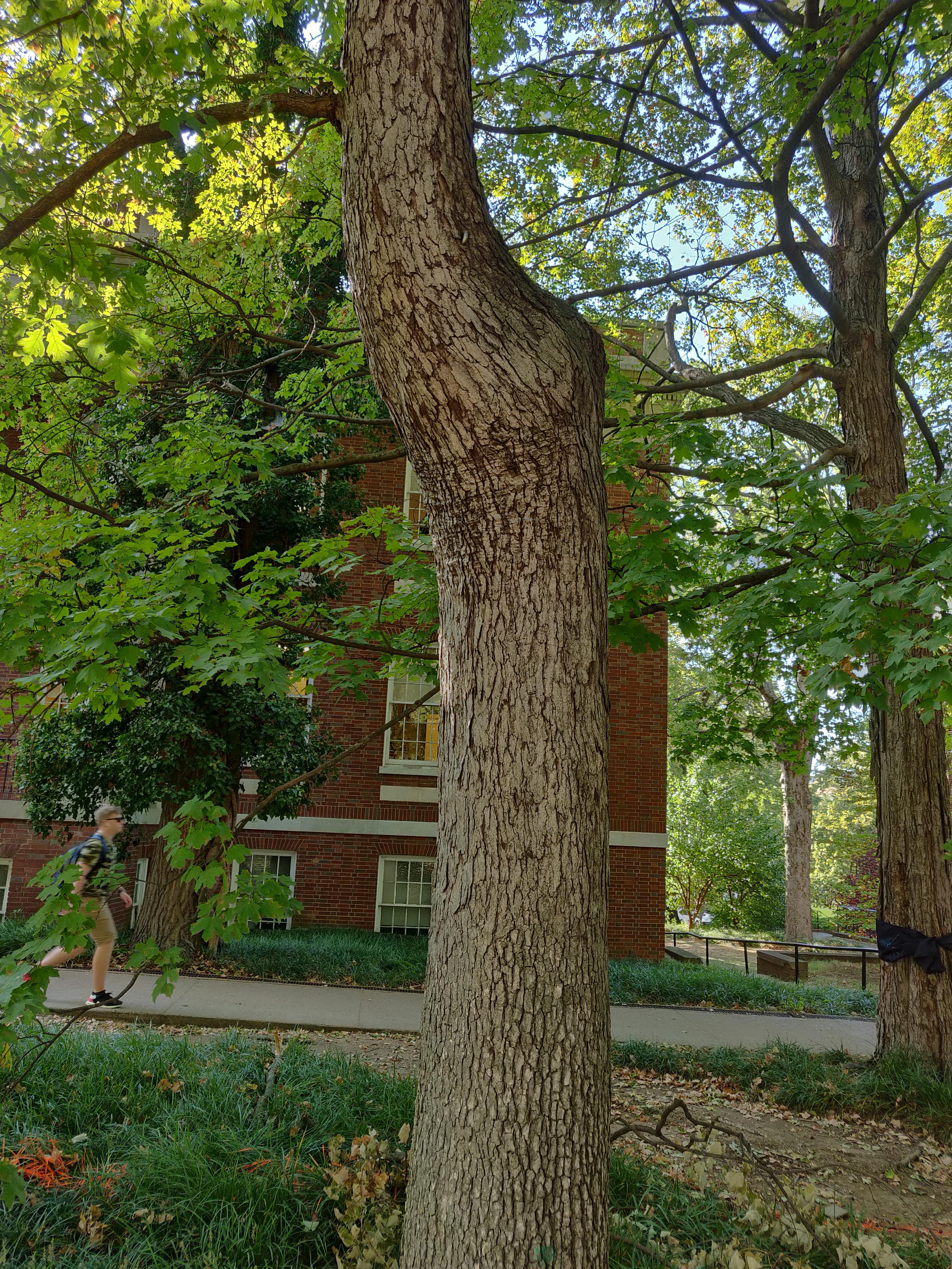 Quercus alba (Fagaceae) - bark - of a large tree