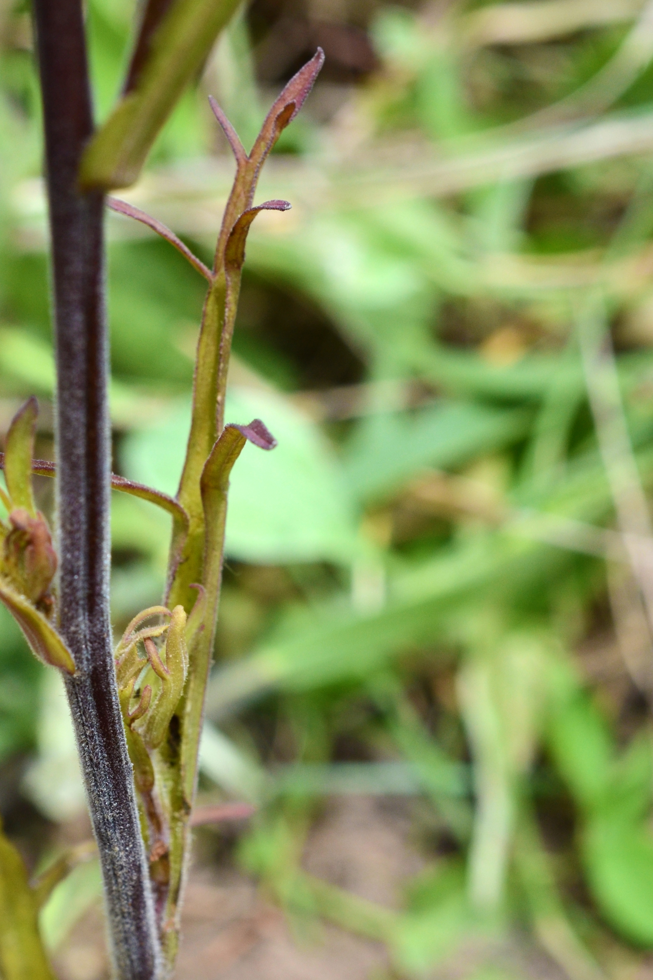 Castilleja dissitiflora (Scrophulariaceae) - leaf - on upper stem