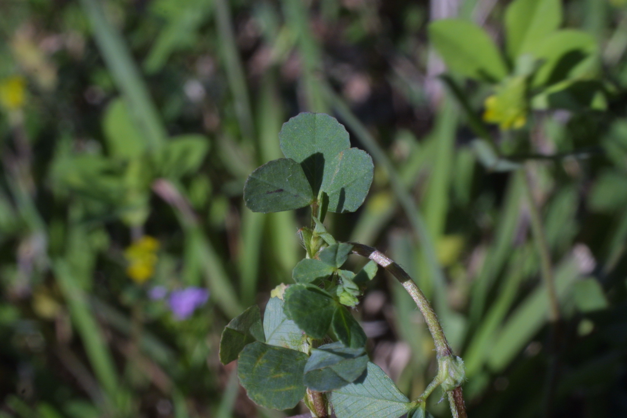 Trifolium dubium (Fabaceae) - leaf - on upper stem