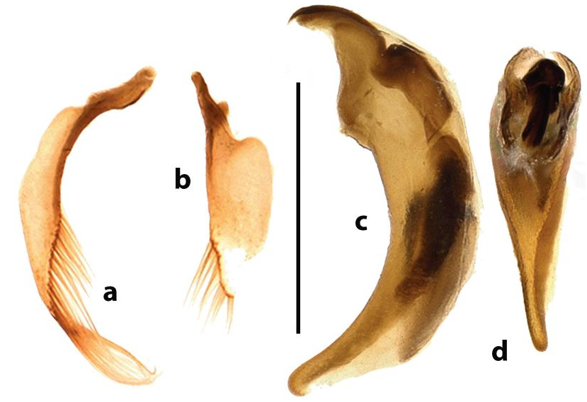 Figure 29 In Inventory Of The Carabid Beetle Fauna Of The Gaoligong 