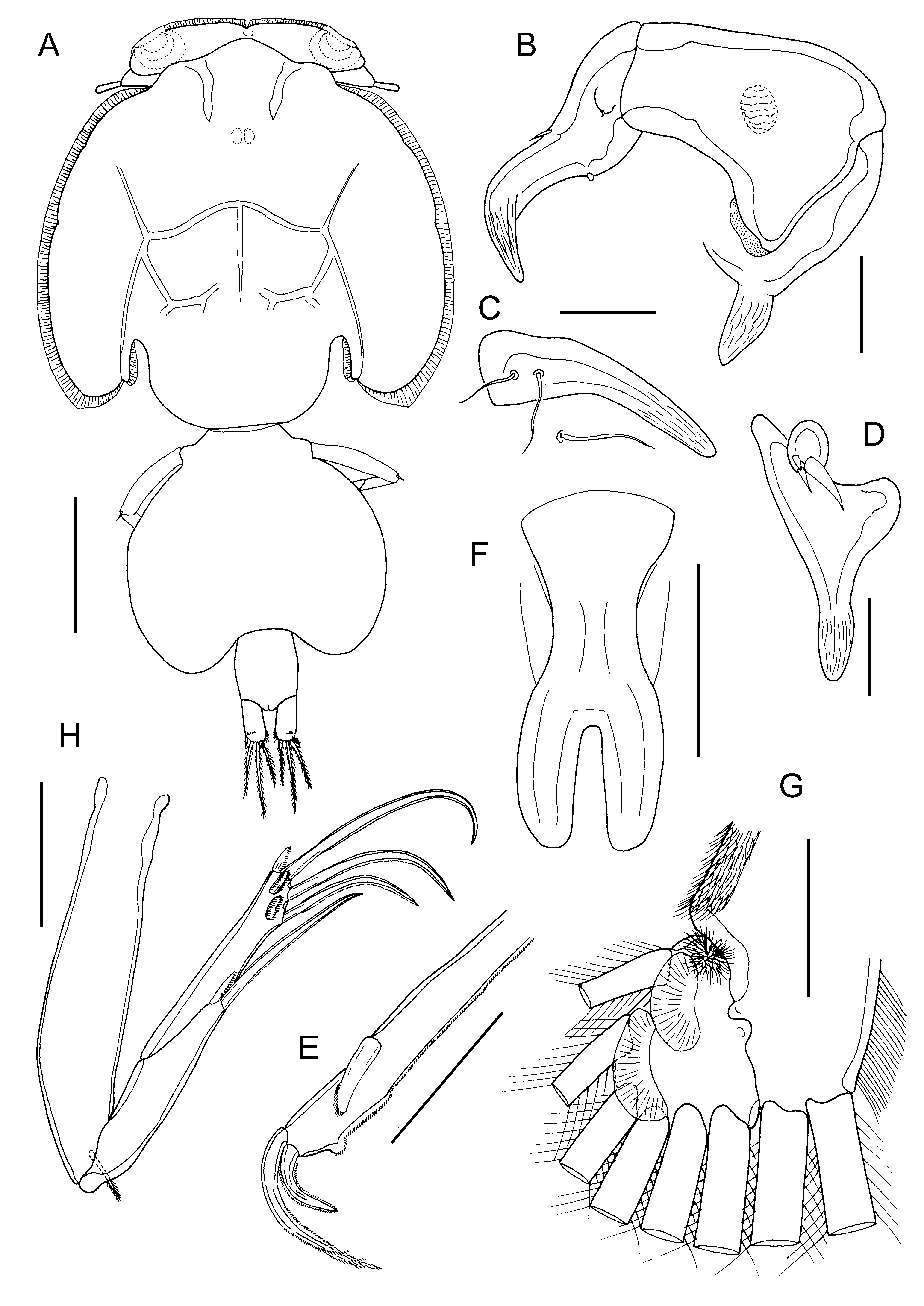 FIGURE 35 in The sea lice (Copepoda: Caligidae) of Moreton Bay ...