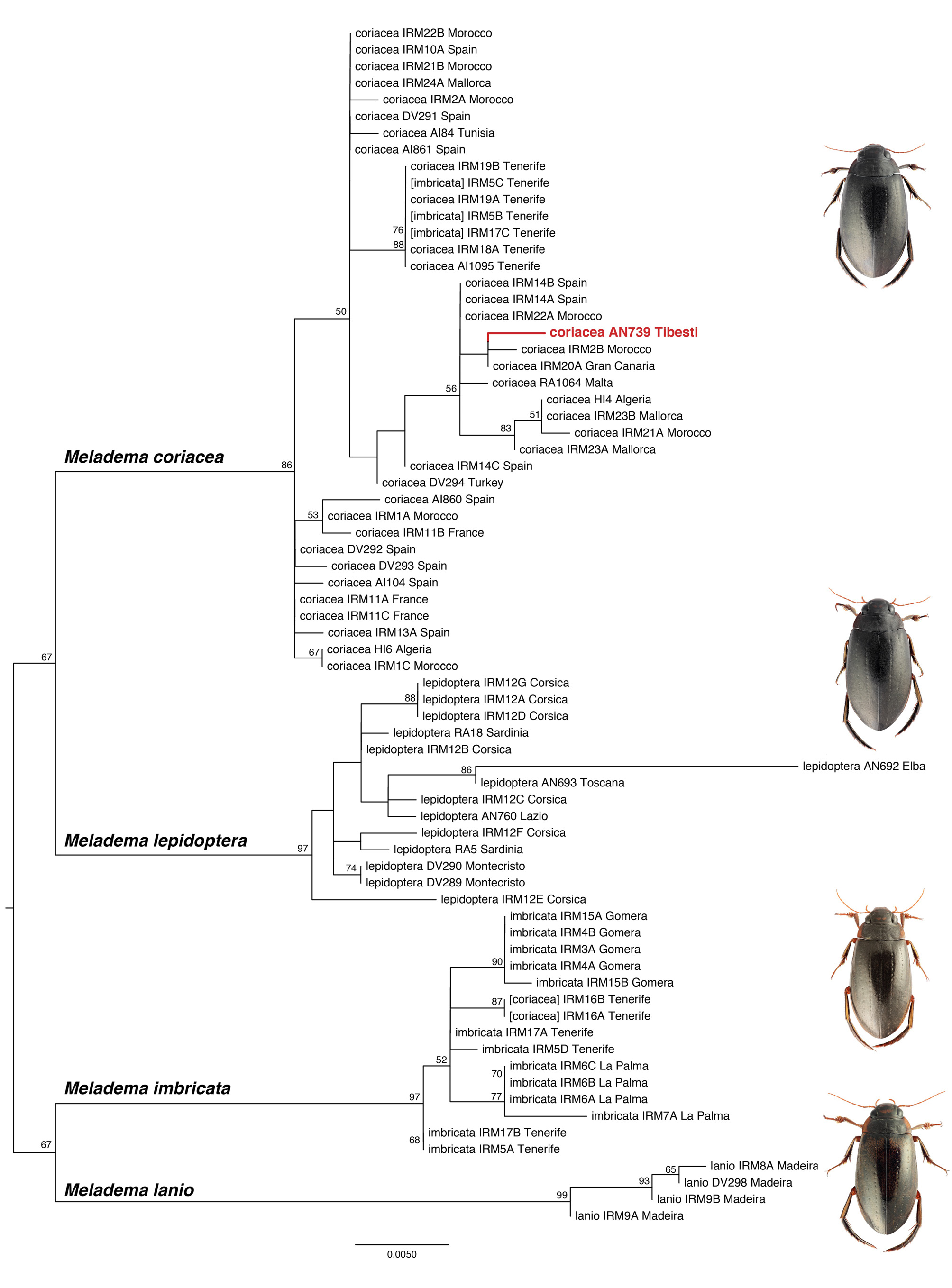 Figure 2 In The Meladema Laporte 1835 Coleoptera Dytiscidae Of The