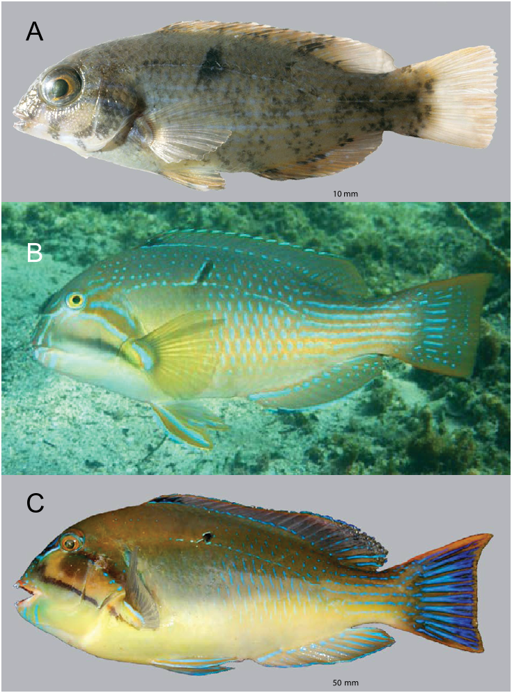 Figure 4. Choerodon cauteroma. A in A review of the tuskfishes, genus ...