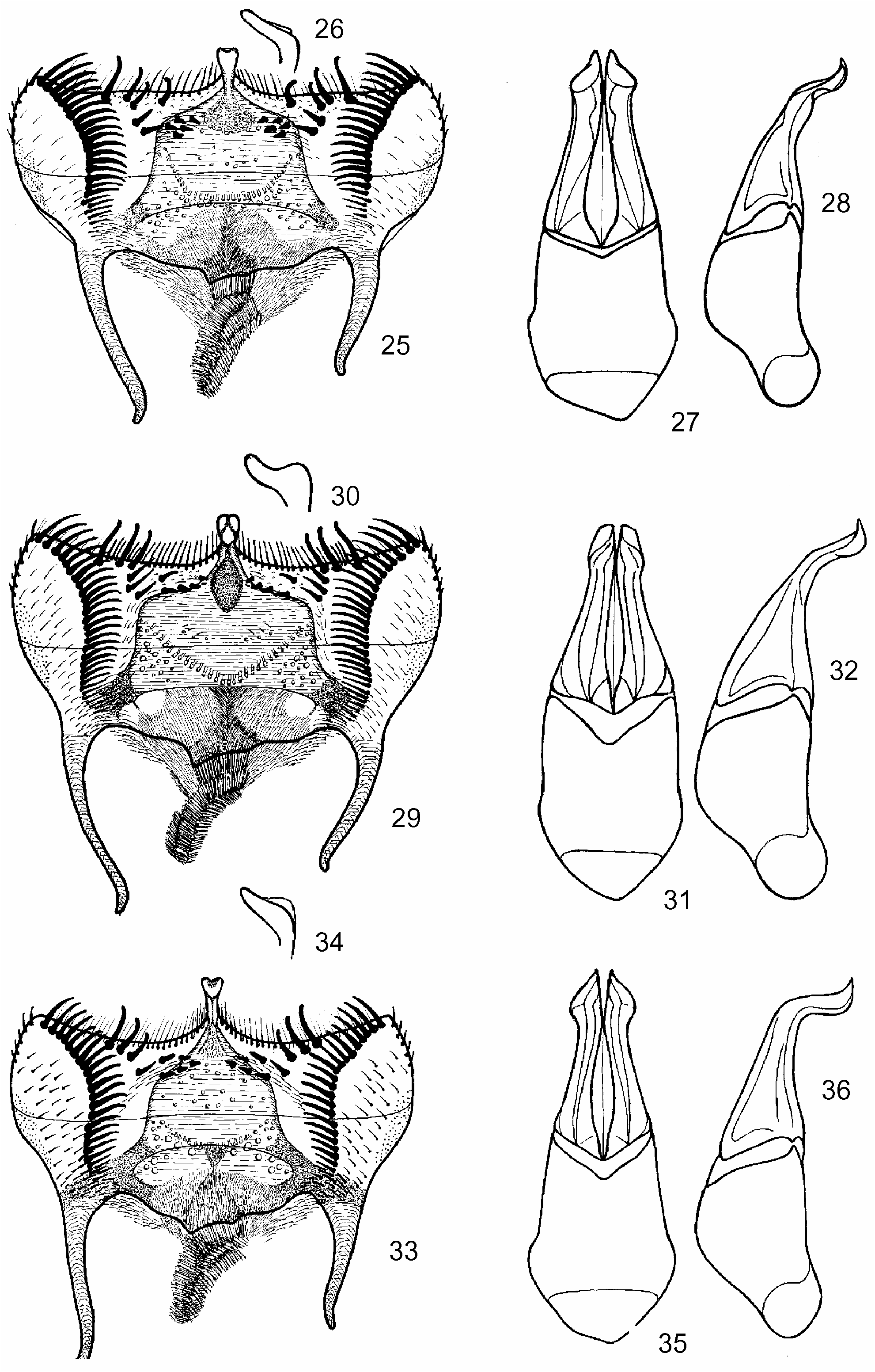 Figs 25–36 in Systematic Redefinition Of Taxa Belonging To The Genera ...