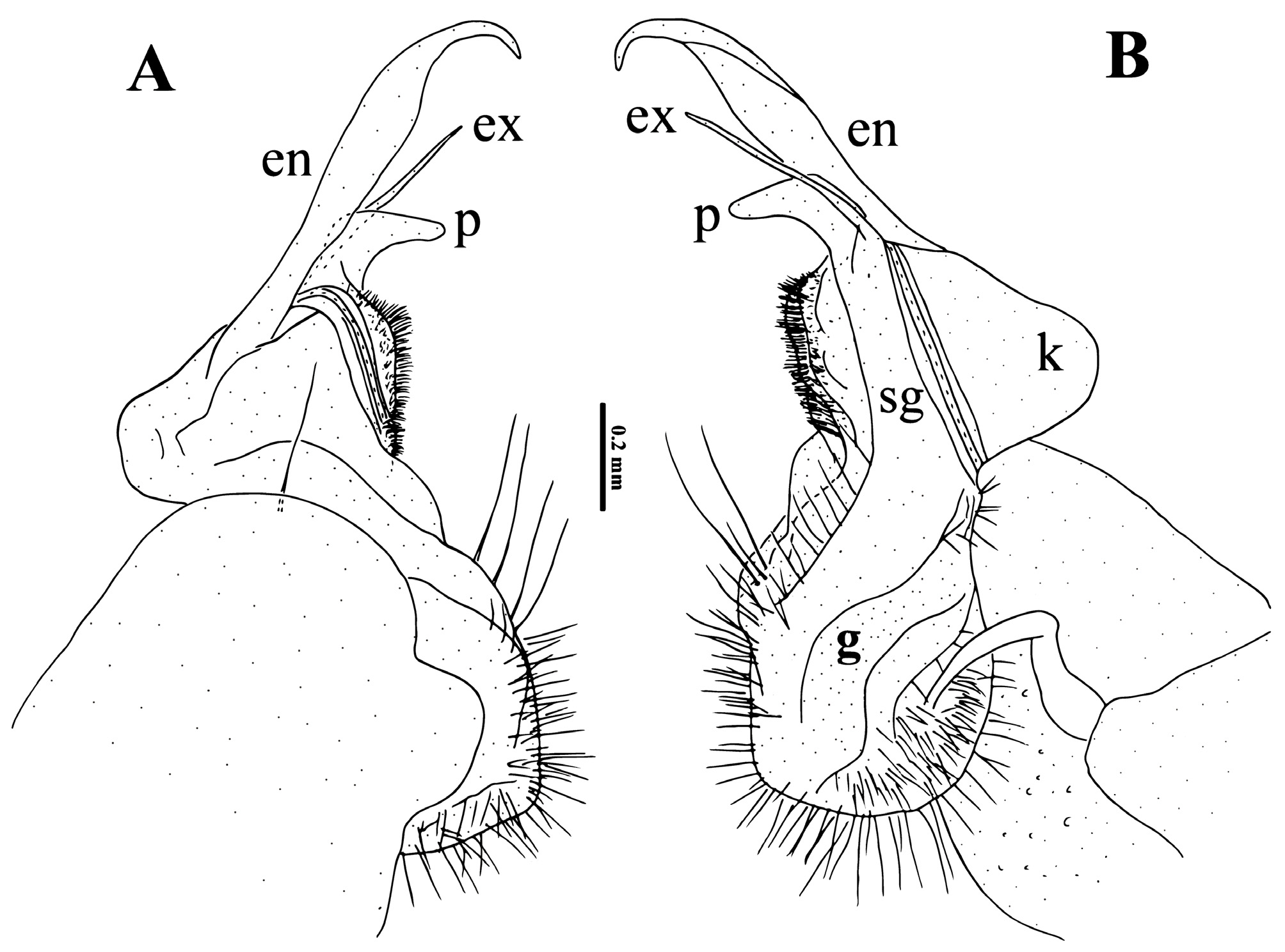 FIGURE 7. Epanerchodus jiangxiensis n in The millipede genus ...