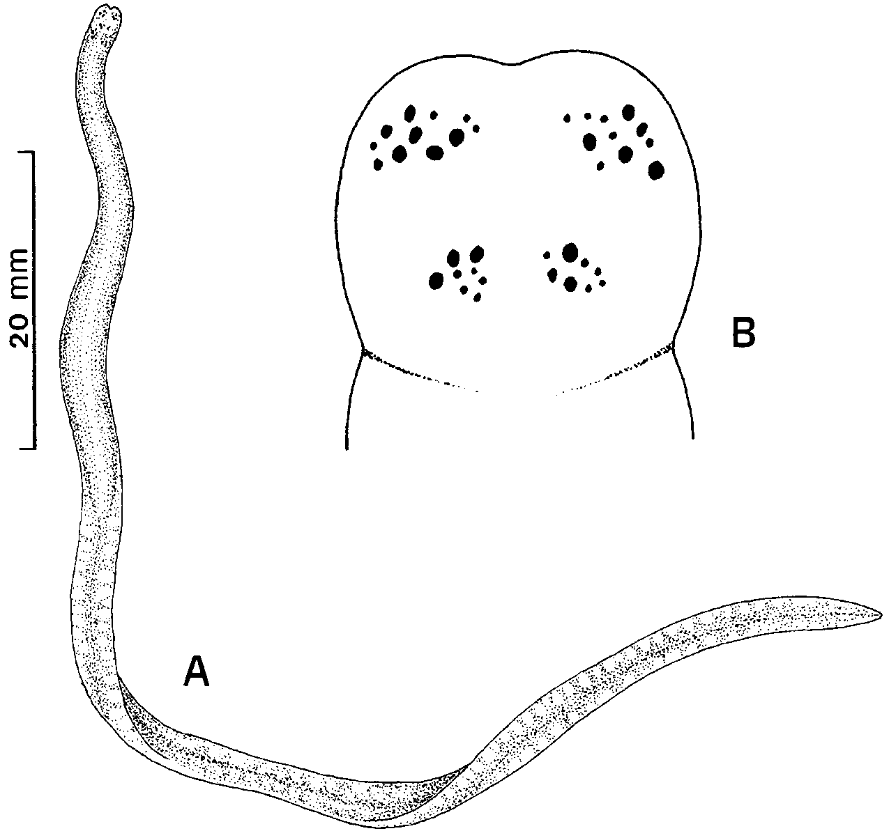 FIGURE 1 in A new genus and species of monostiliferous hoplonemertean ...