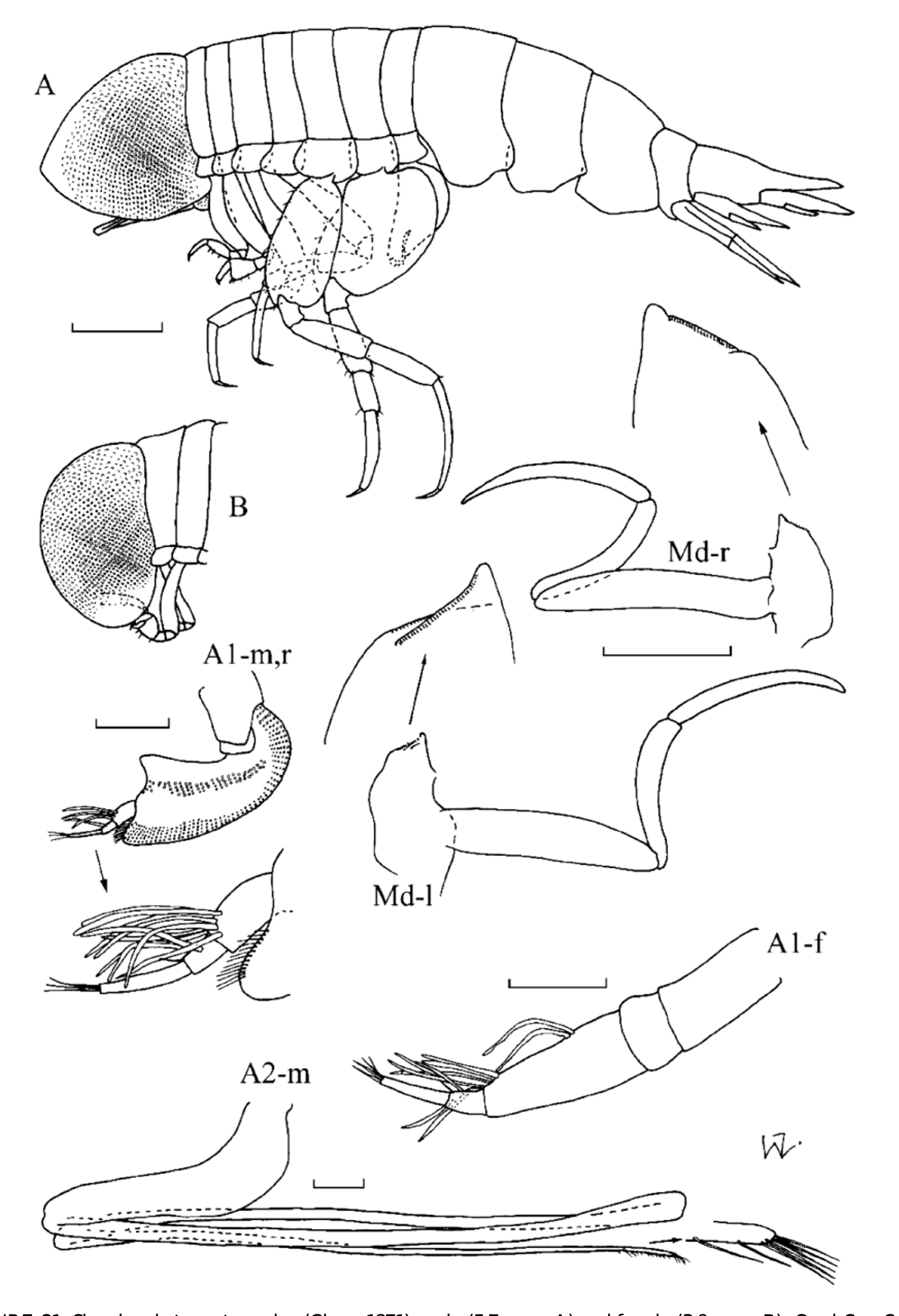 FIGURE 21 in A review of the families and genera of the superfamily ...