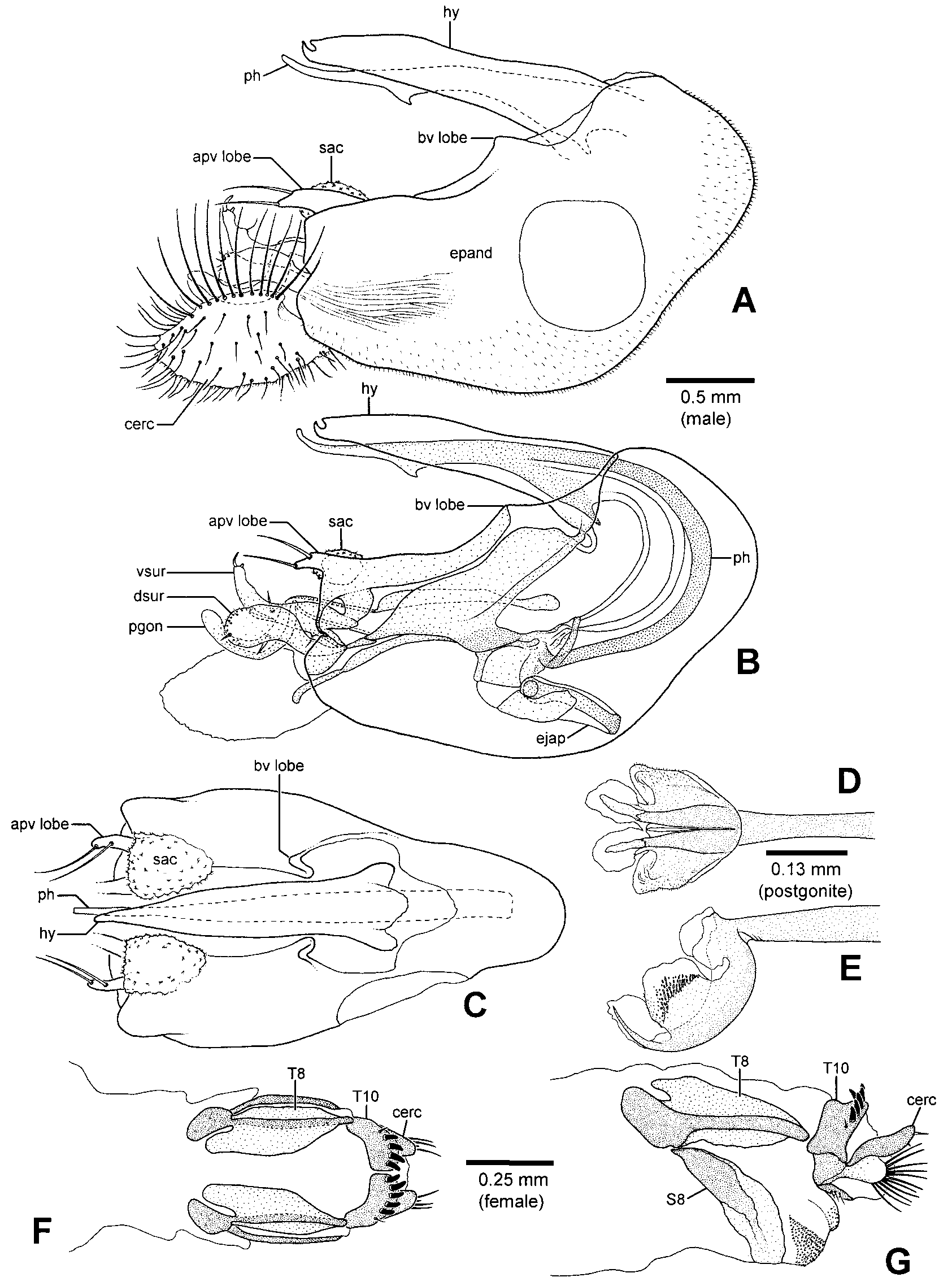 FIGURE 33. Tachytrechus notatus and T in Systematics and phylogeny of ...