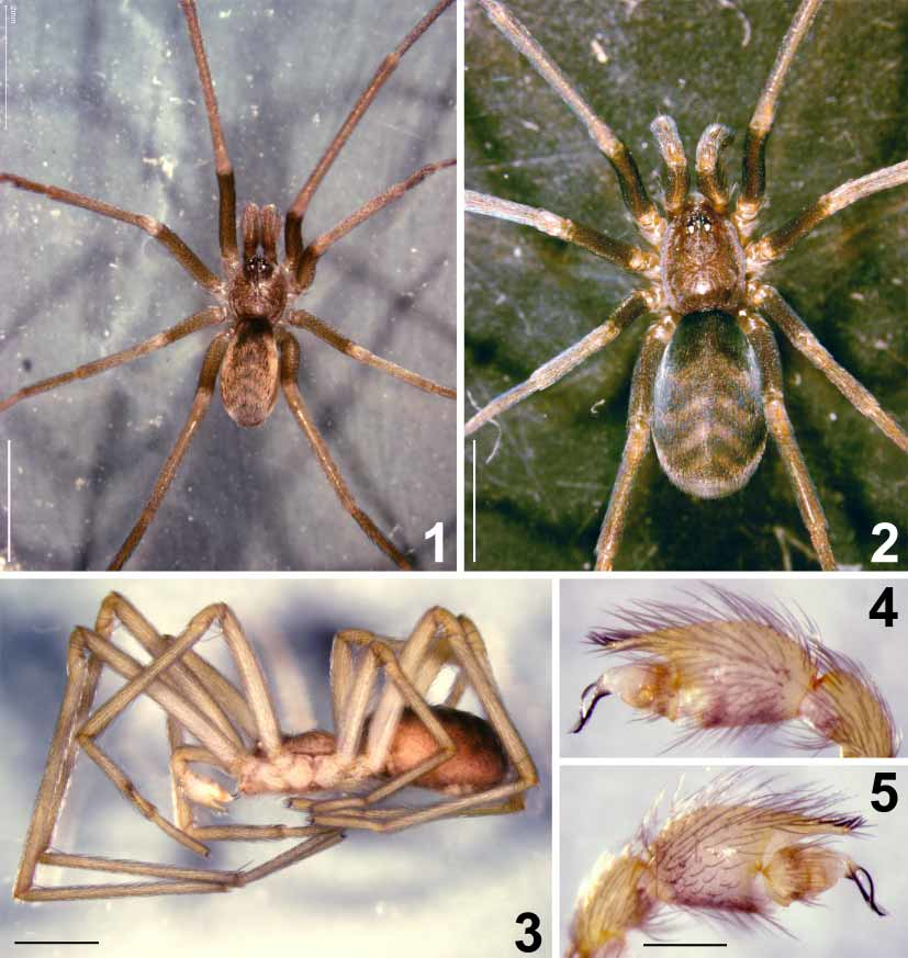 FIGURES 1–5 in Redescription of the male of Pikelinia tambilloi (Mello ...