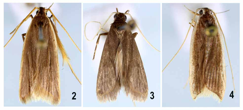 FIGURES 2–4 in Review of Homaloxestis Meyrick (Lepidoptera ...