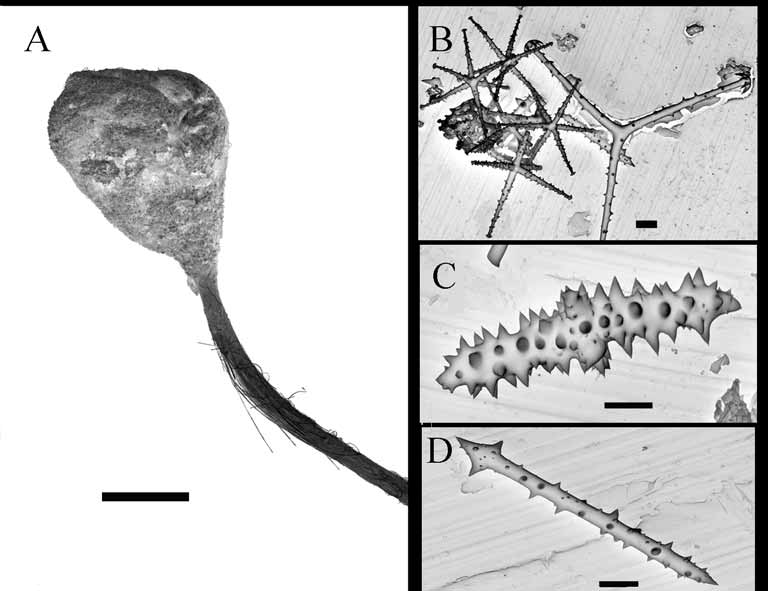 FIGURE 5 In Revision Of The Subgenus Neopsacas (Hexactinellida ...