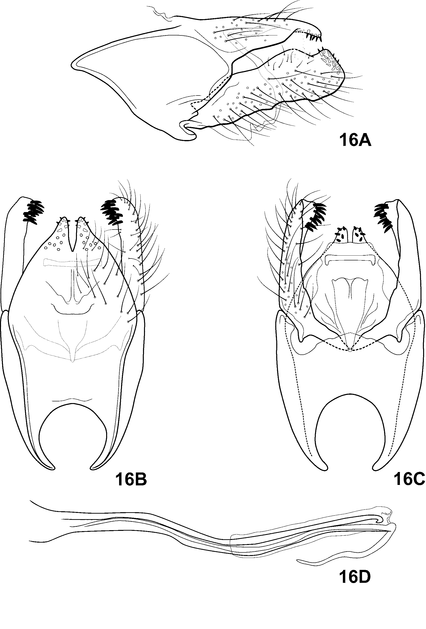 FIGURE 16 in A revision of the Neotropical caddisfly genus Rhyacopsyche