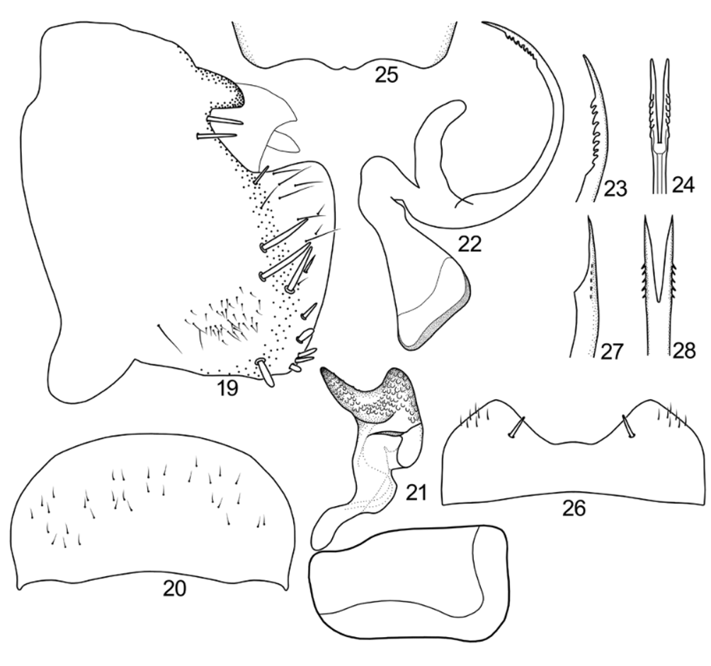 FIGURES 19–28. G in The first record of Goniagnathini from Australia ...