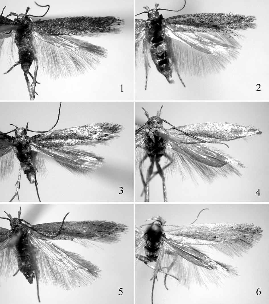 FIGURES 1–6 in A review of the genus Ephysteris Meyrick, 1908 from ...