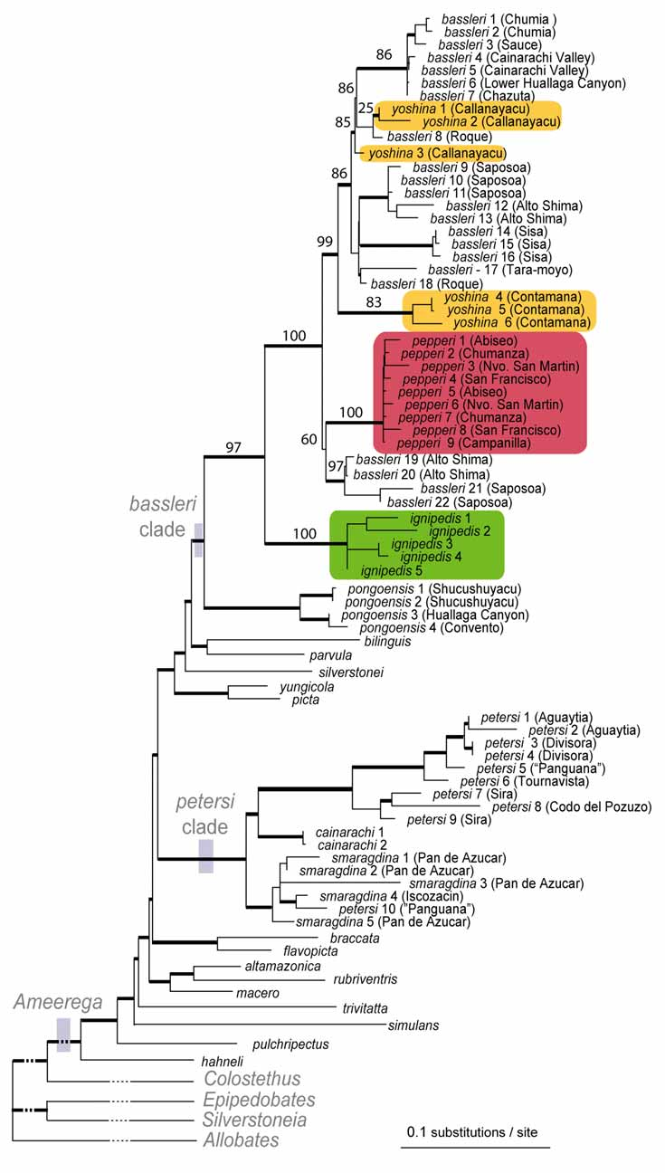 FIGURE 6. Our Bayesian phylogenetic hypothesis. Thicker branches ...