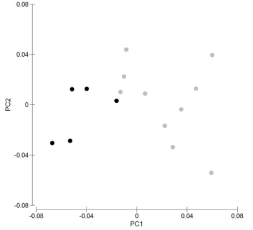 FIGURE 7 in Chlamydoselachus africana, a new species of frilled shark ...