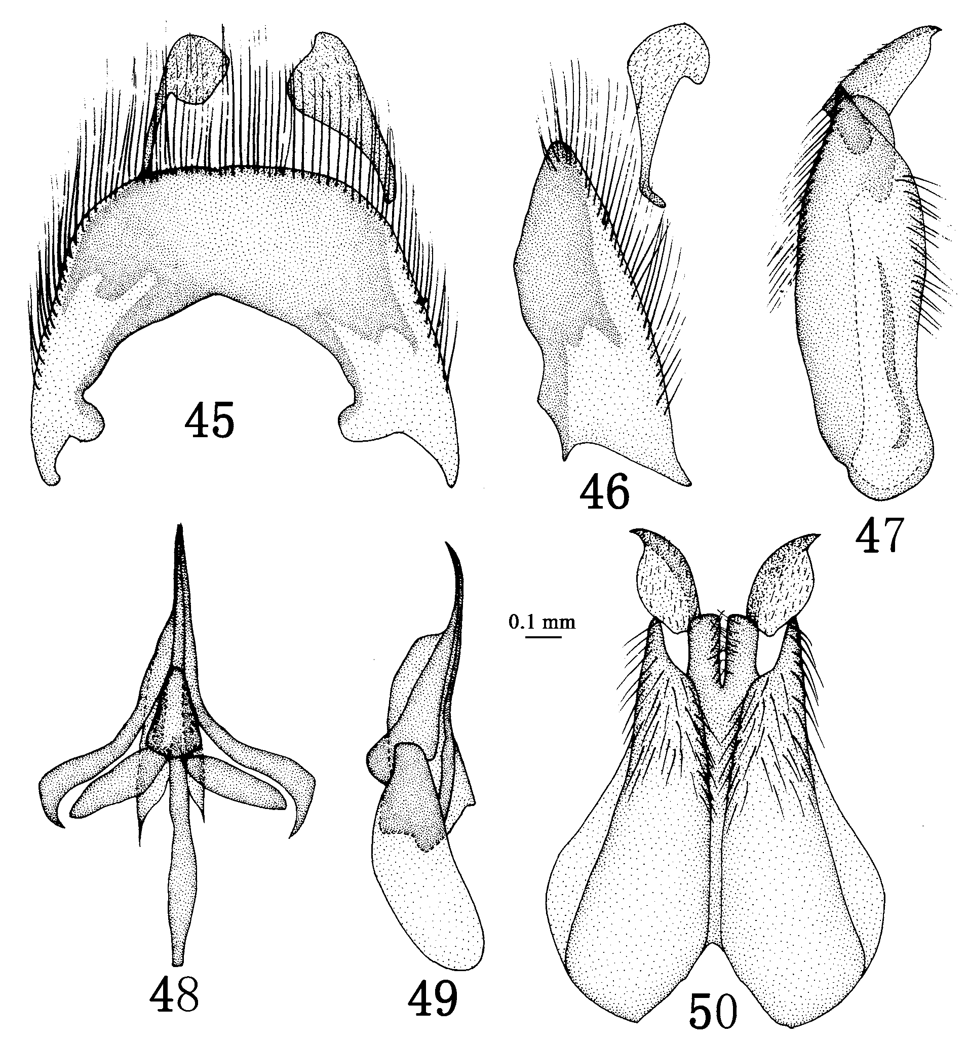 FIGURES 45–50. Anastoechus chinensis Paramonov male genitalia. 45 in ...